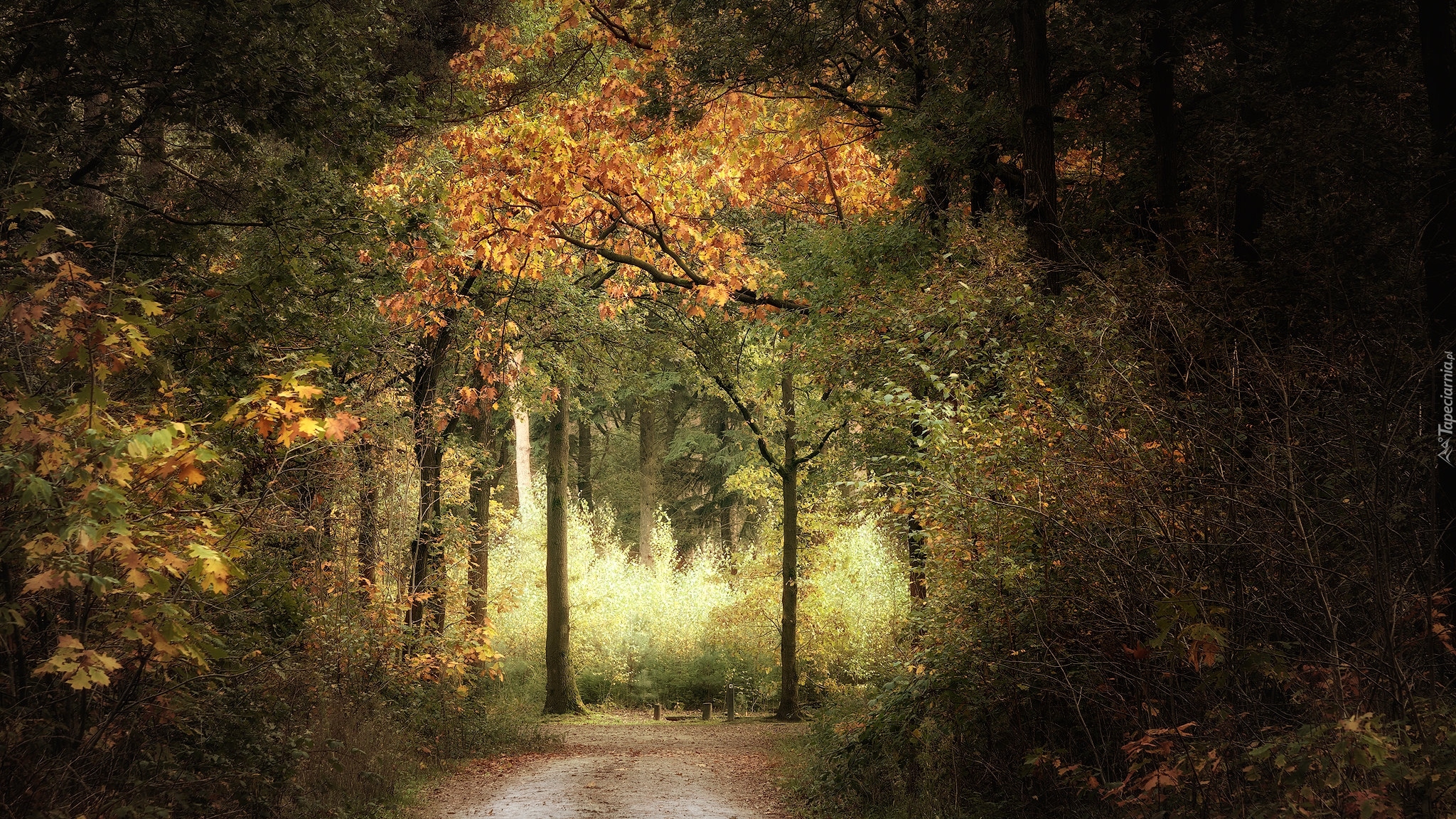 Las, Jesień, Droga, Krzewy