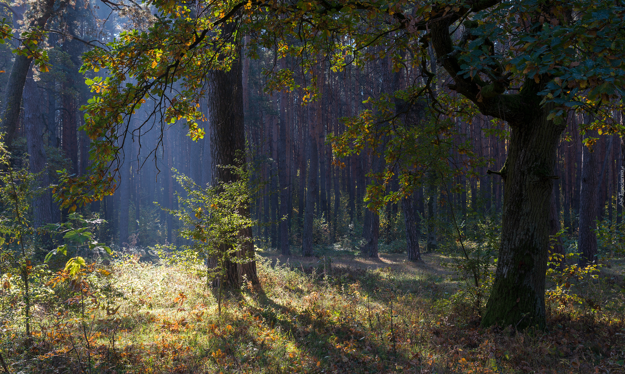 Jesień, Las, Drzewa, Trawa, Rośliny