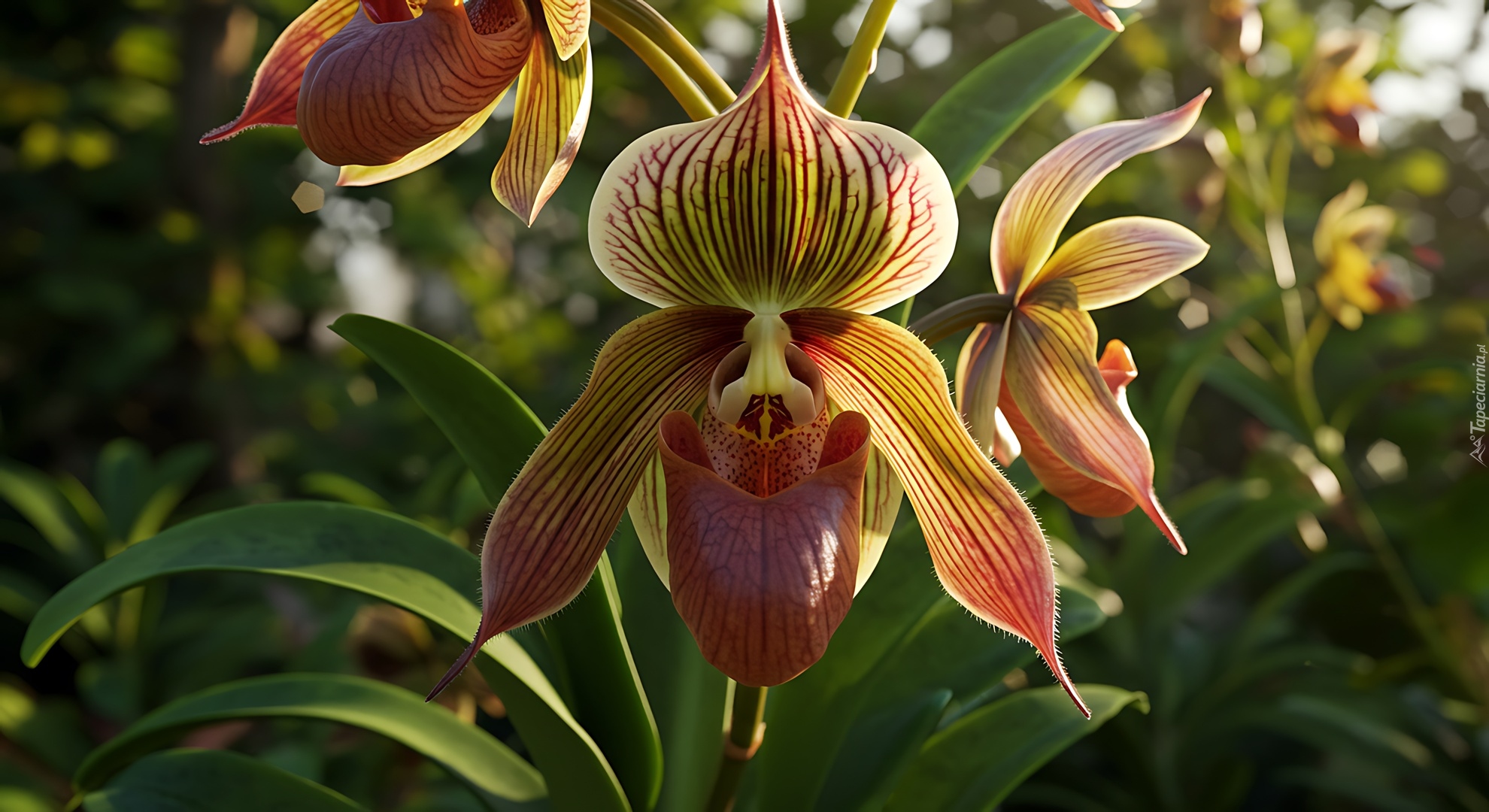 Orchidea, Storczyk, Sabotek, Kwiat, Grafika