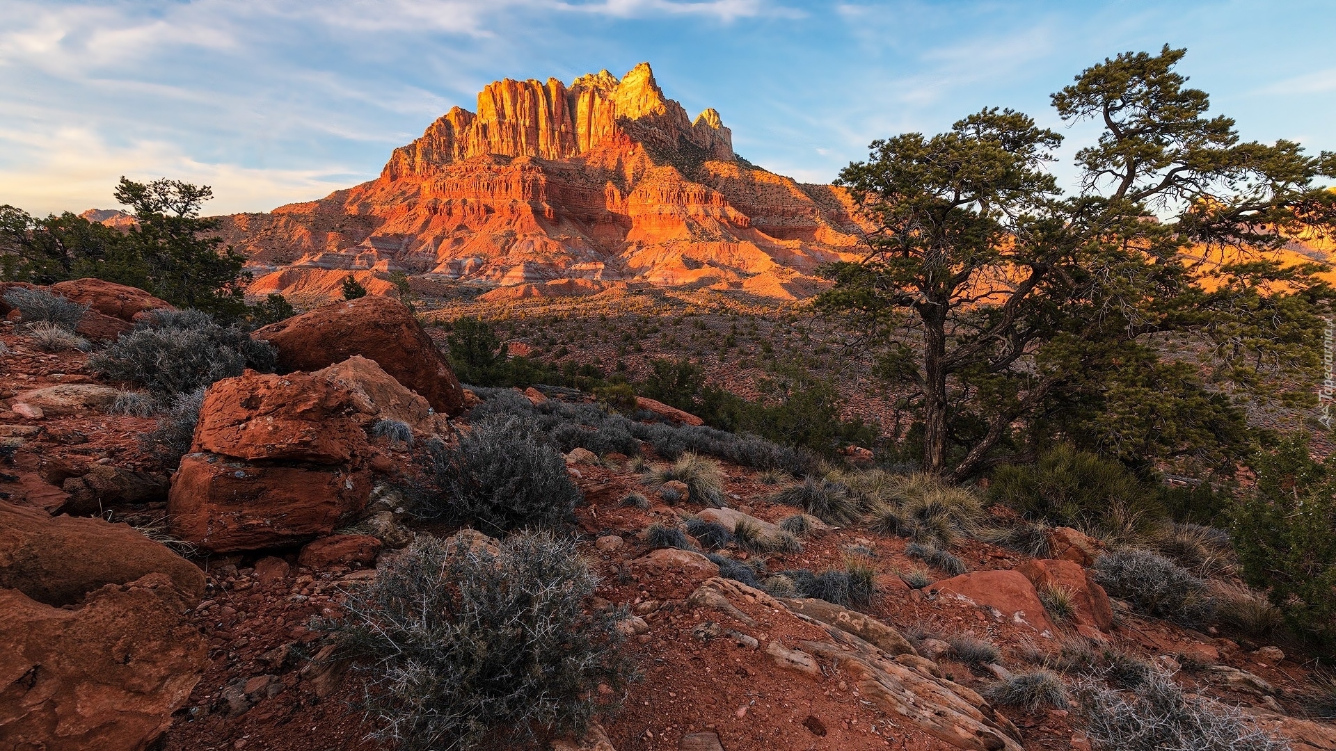 Góra, Szczyt Kinesava, Skały, Drzewa, Rośliny, Park Narodowy Zion, Utah, Stany Zjednoczone