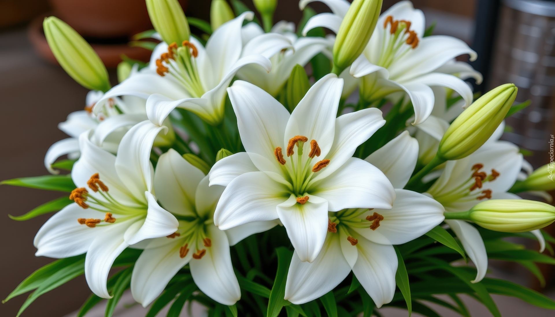 Rozwinięte, Białe, Kwiaty, Lilie, Pąki