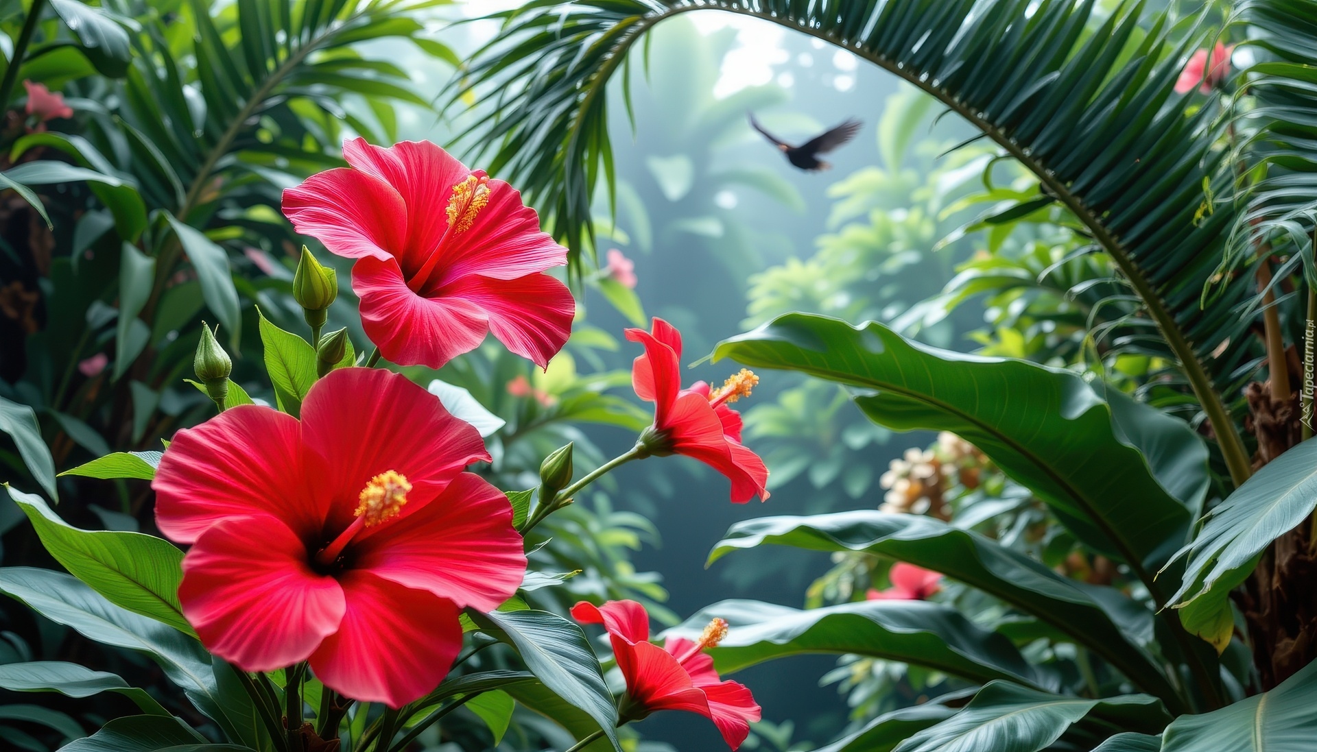 Rozwinięte, Czerwone, Kwiaty, Hibiskus, Liście