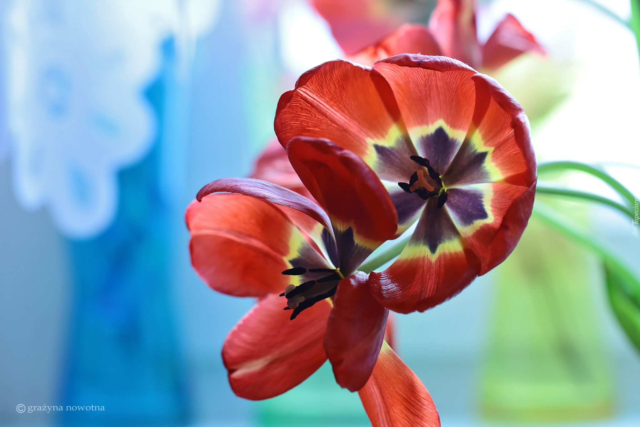 Czerwone, Rozwinięte, Tulipany, Kwiaty