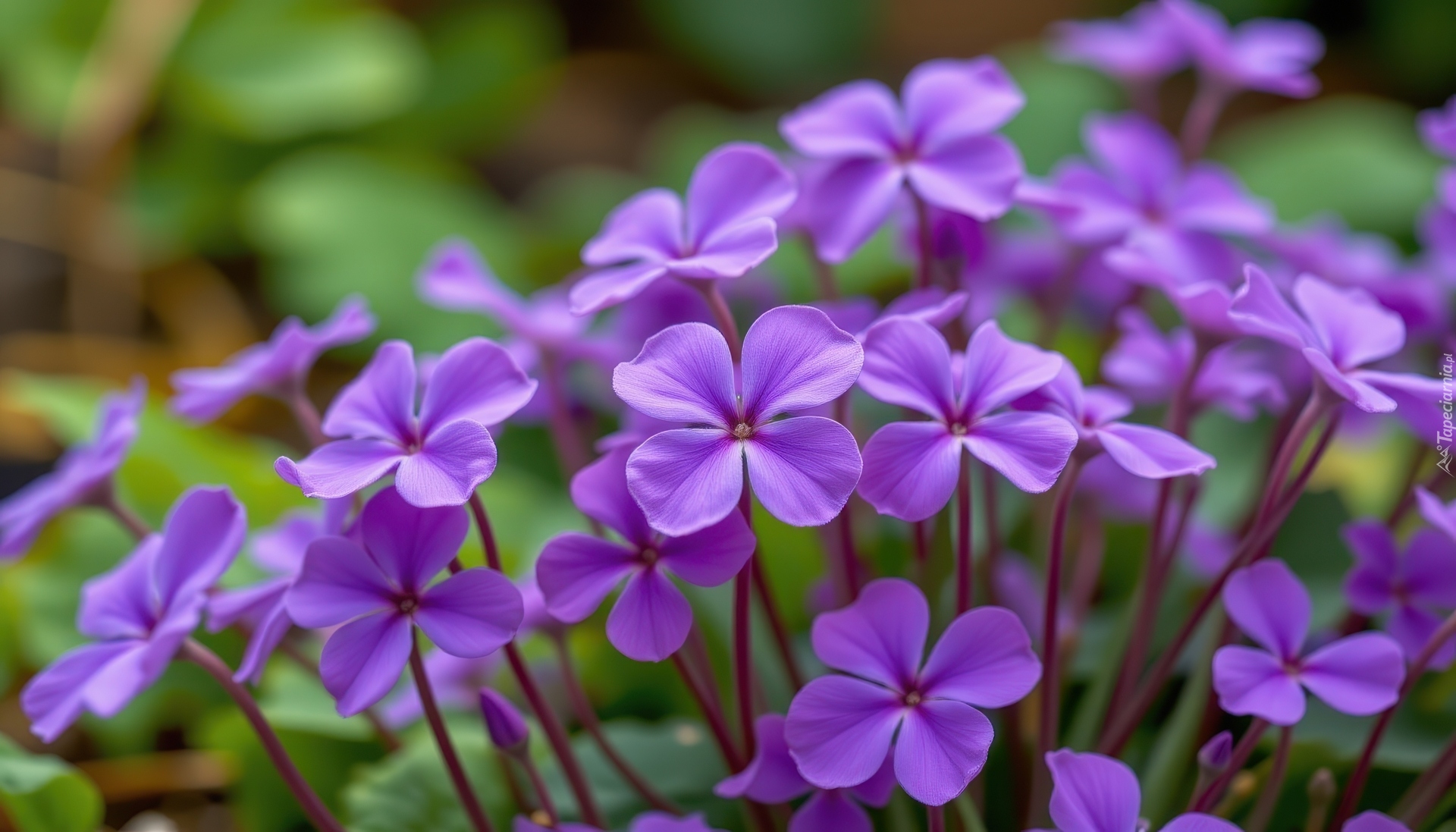 Rozwinięte, Fioletowe, Drobne, Kwiaty