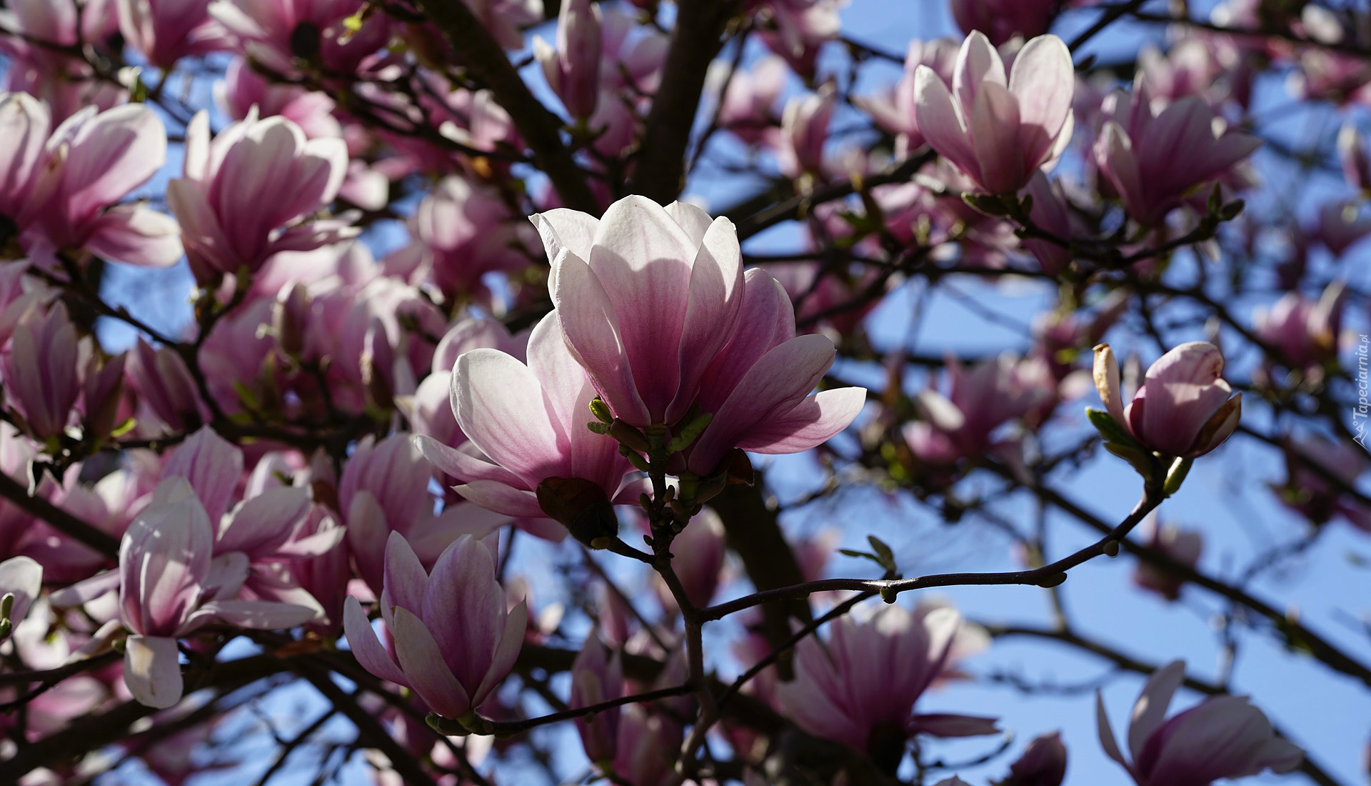 Różowe, Kwiaty, Magnolia, Gałązki