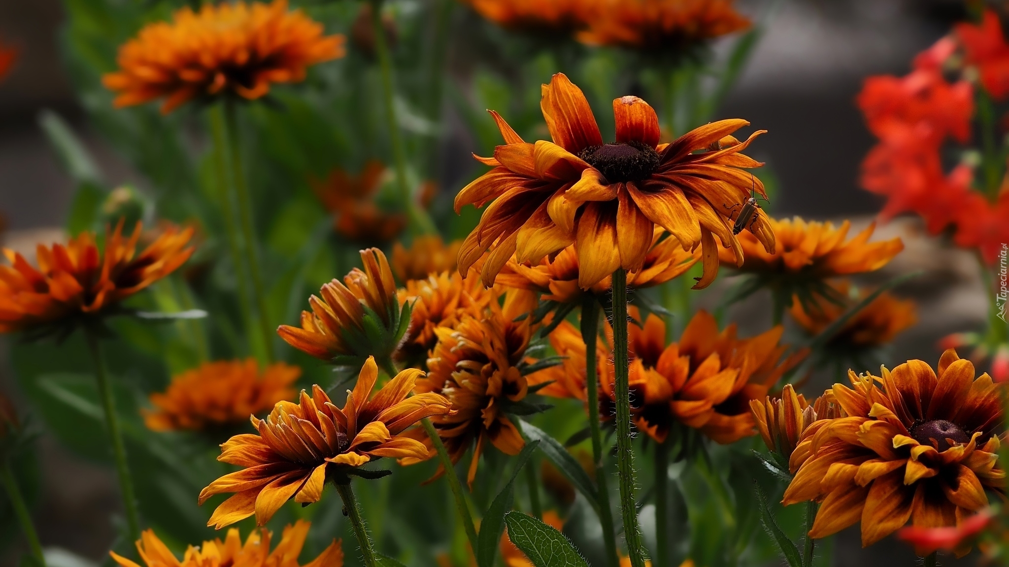 Kwiaty, Rudbekia, Owad