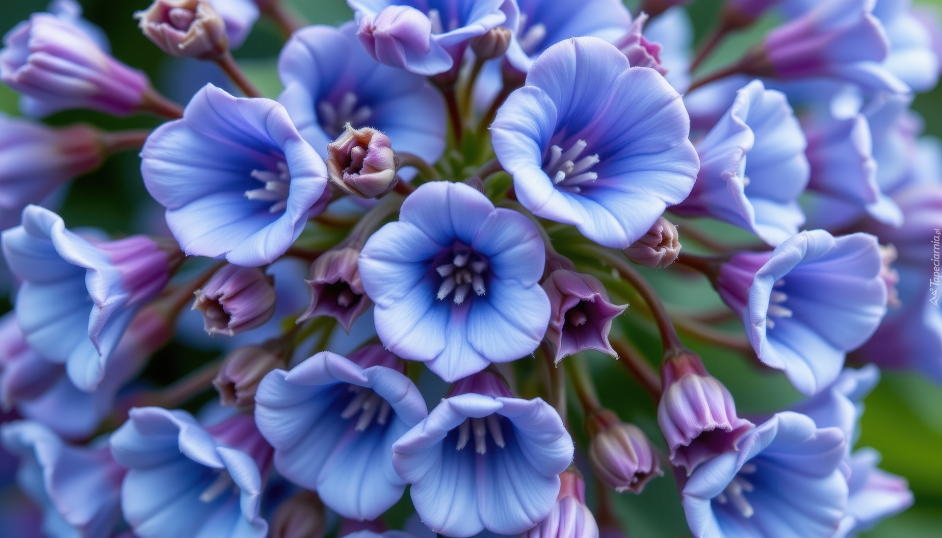 Niebieskie, Kwiaty, Rozwinięte, Pąki, Zbliżenie