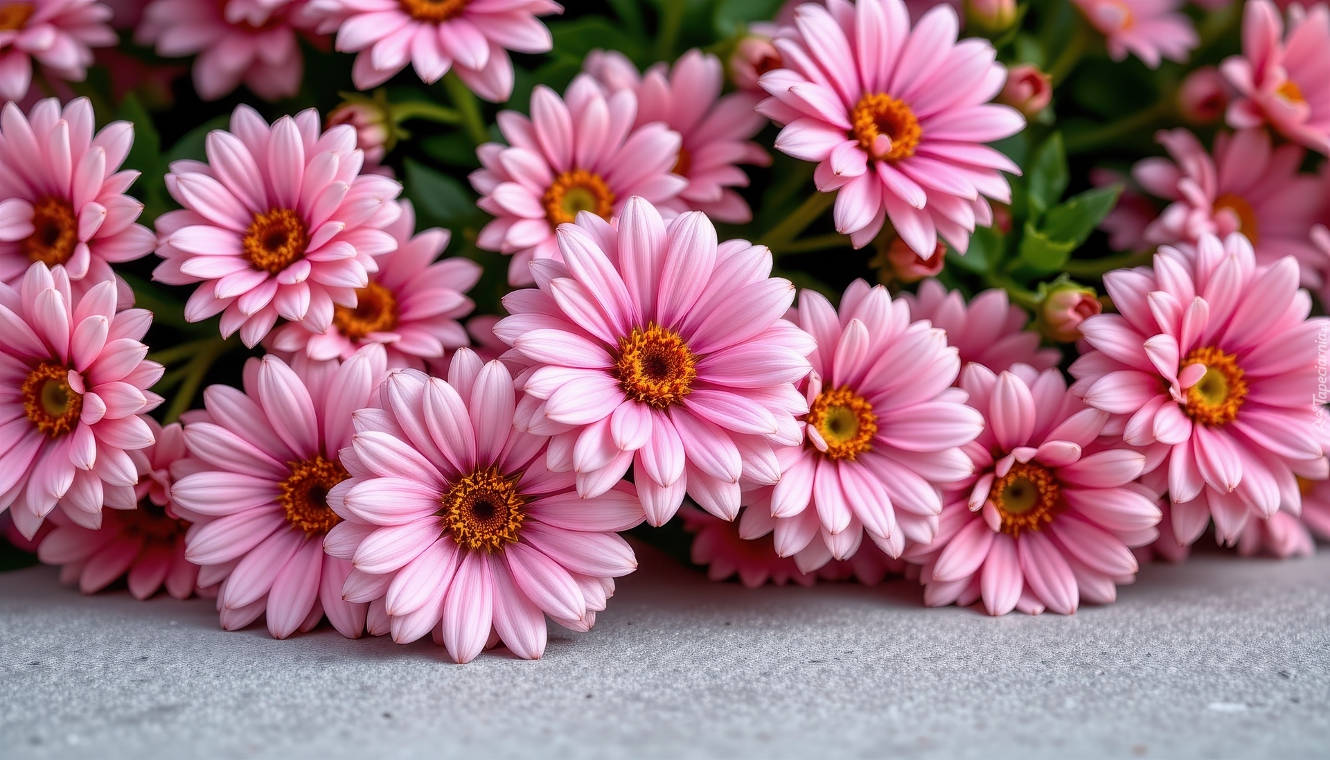 Różowe, Rozwinięte, Kwiaty, Stokrotki afrykańskie