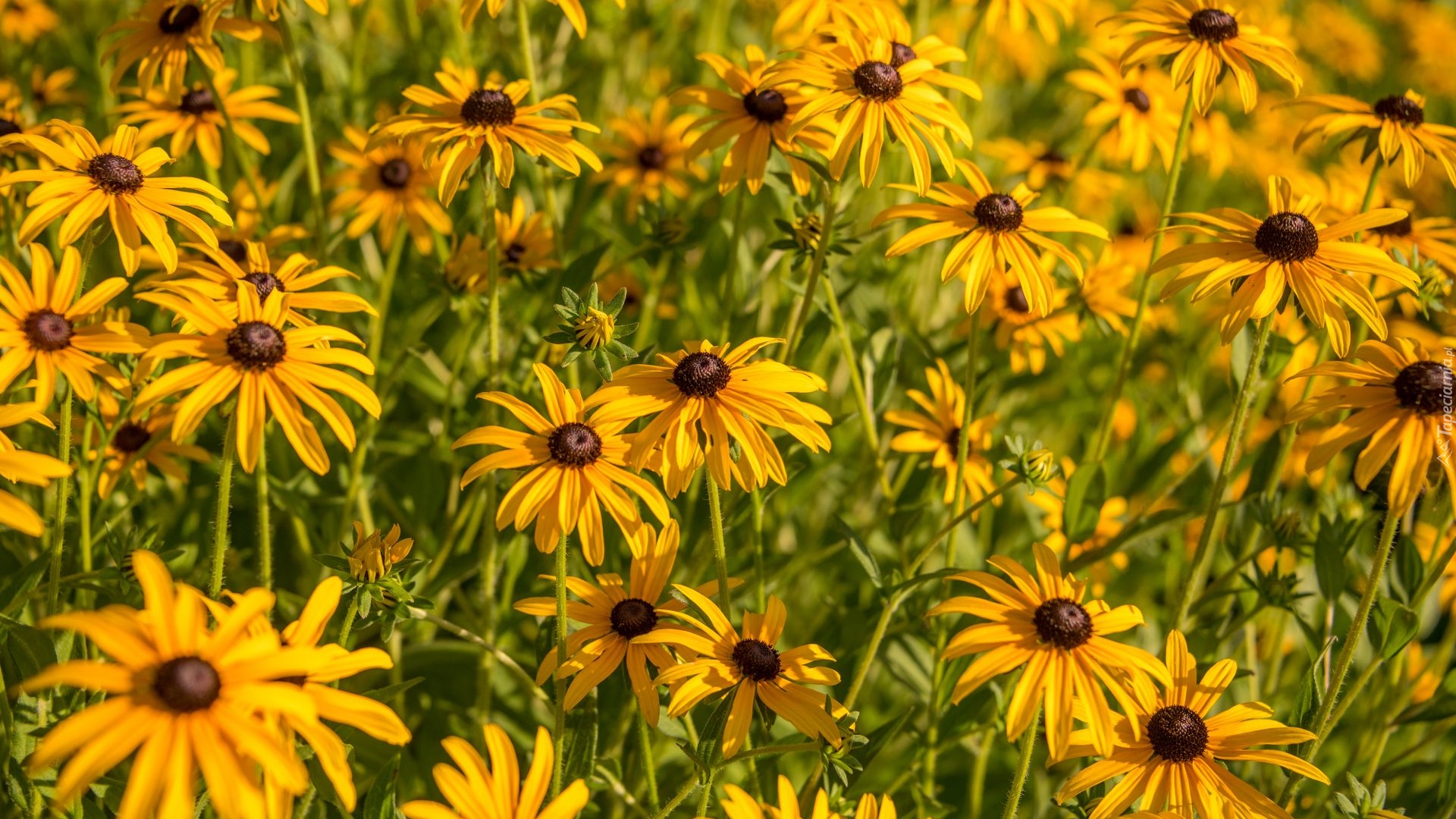 Żółte, Kwiaty, Rudbekie