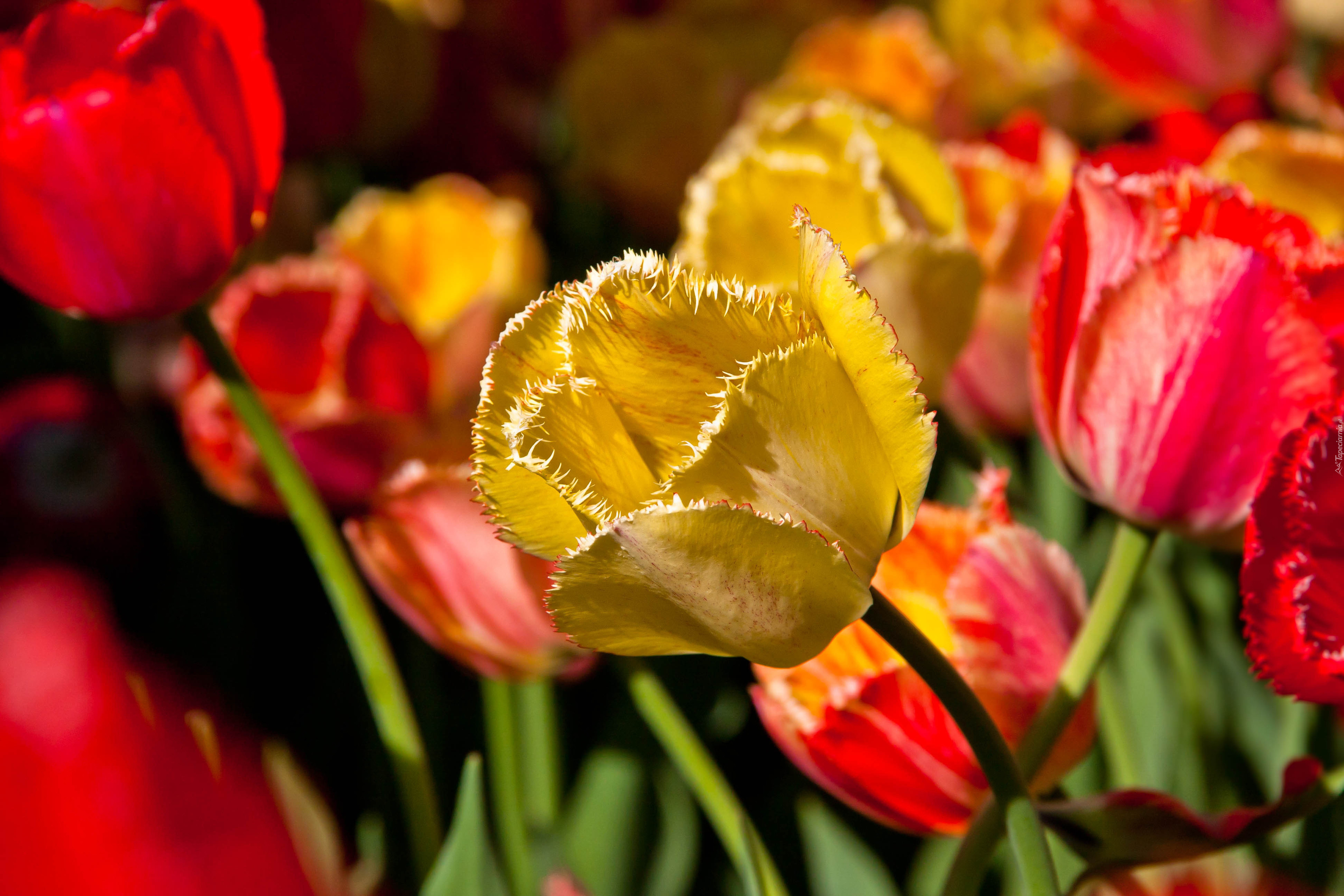 Kwiaty, Tulipany, Żółty, Rozwinięty
