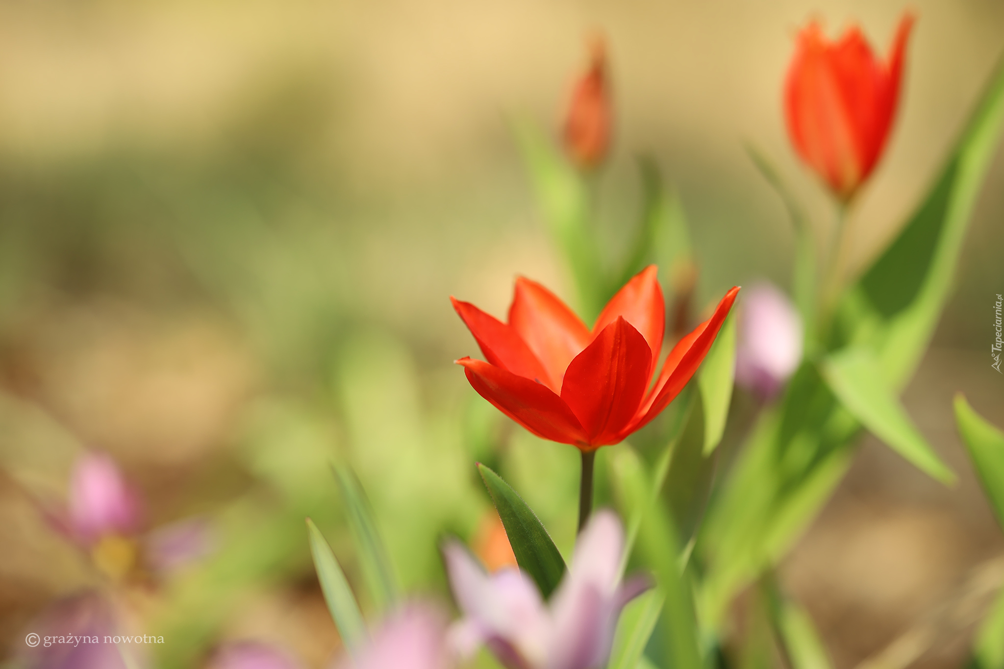 Czerwony, Tulipan, Kwiat, Zbliżenie