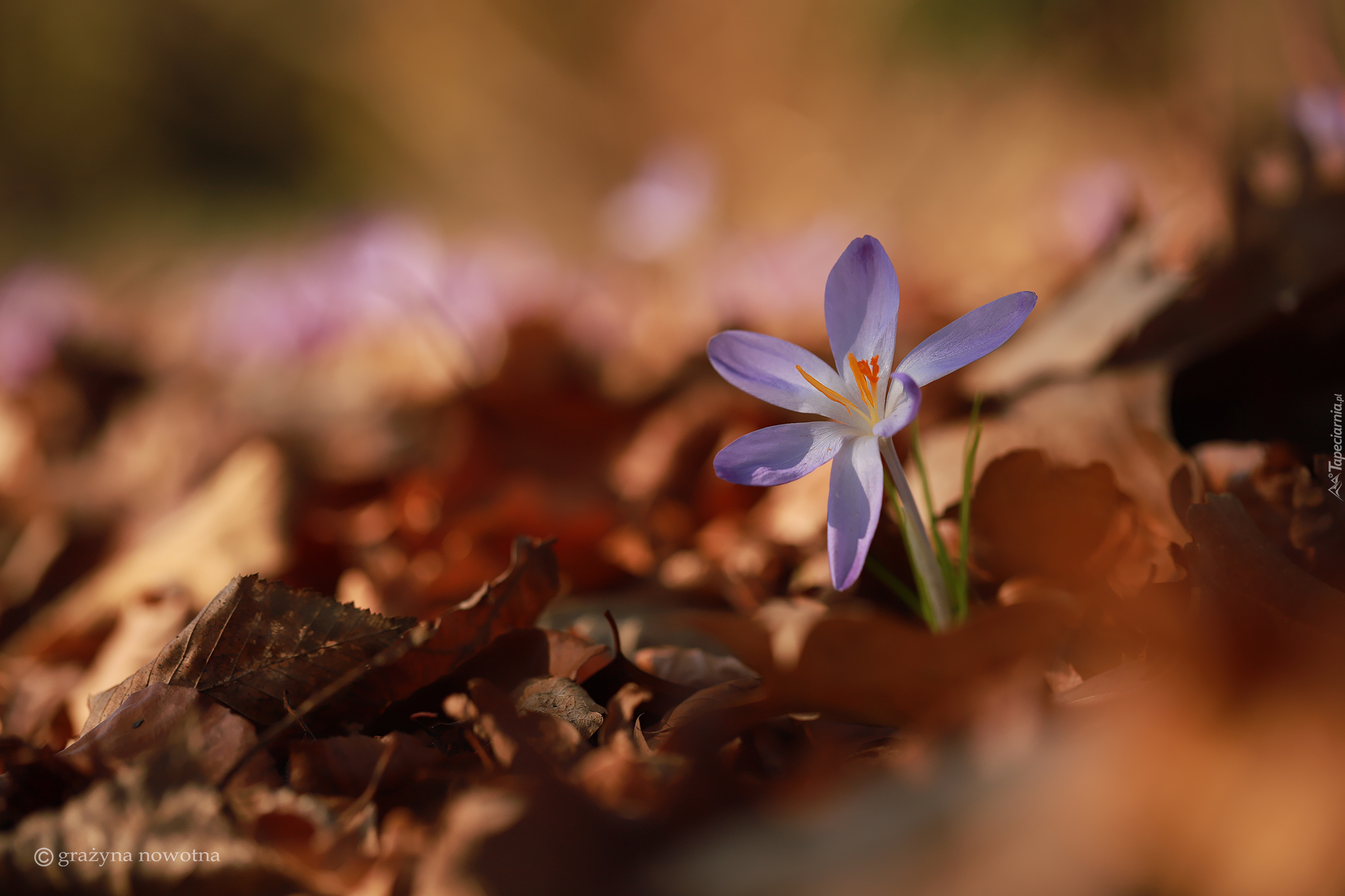 Rozwinięty, Liliowy, Krokus, Suche, Liście