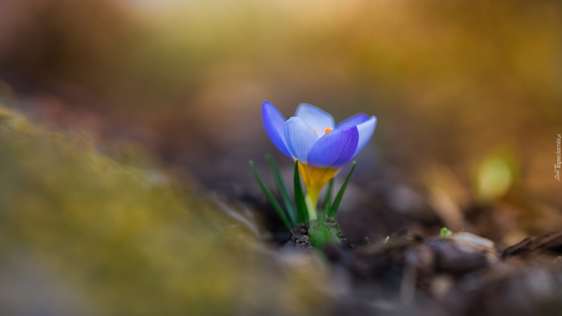 Krokus, Rozmyte tło