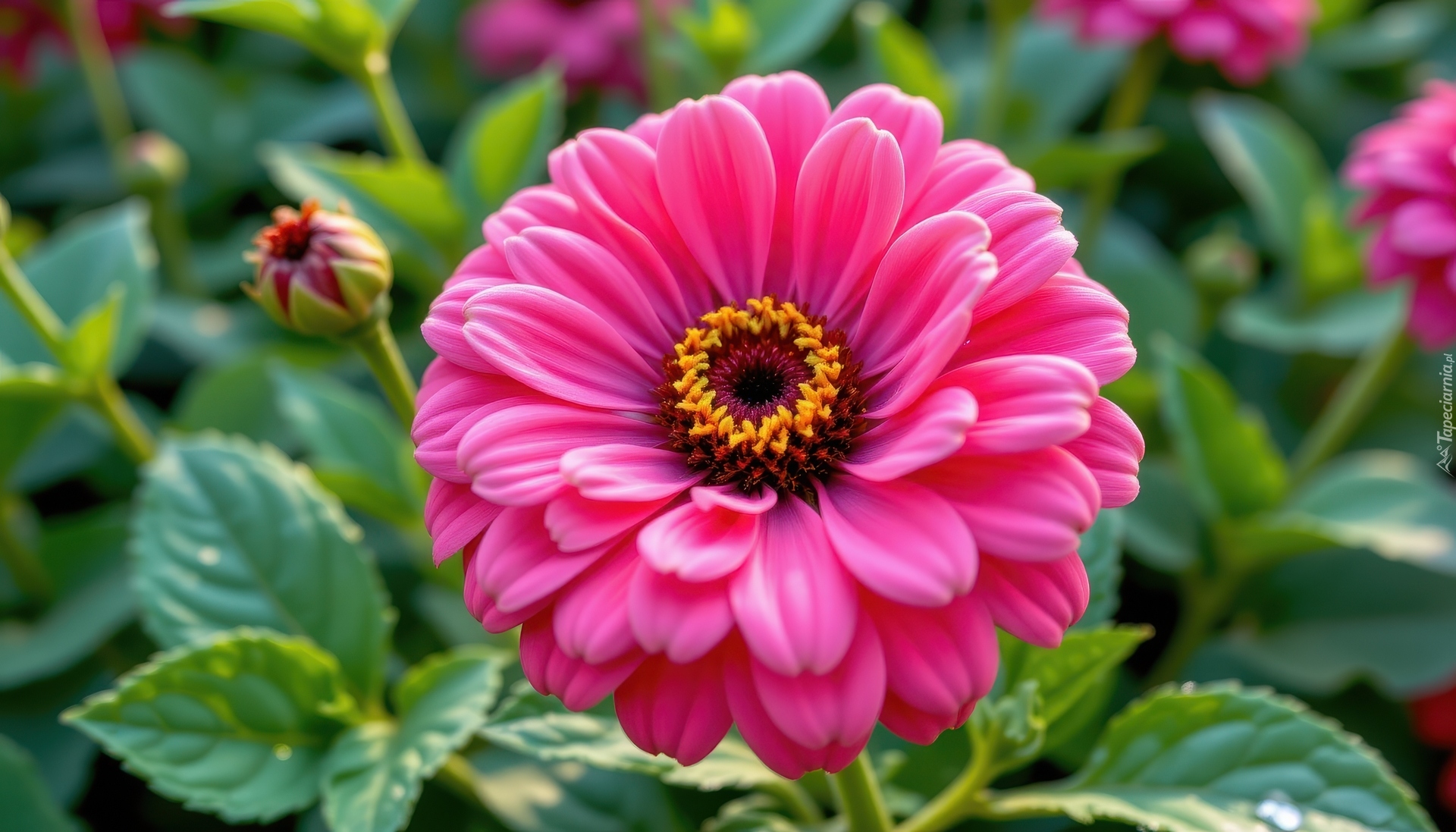 Kwiat, Różowy, Liście, Pąki