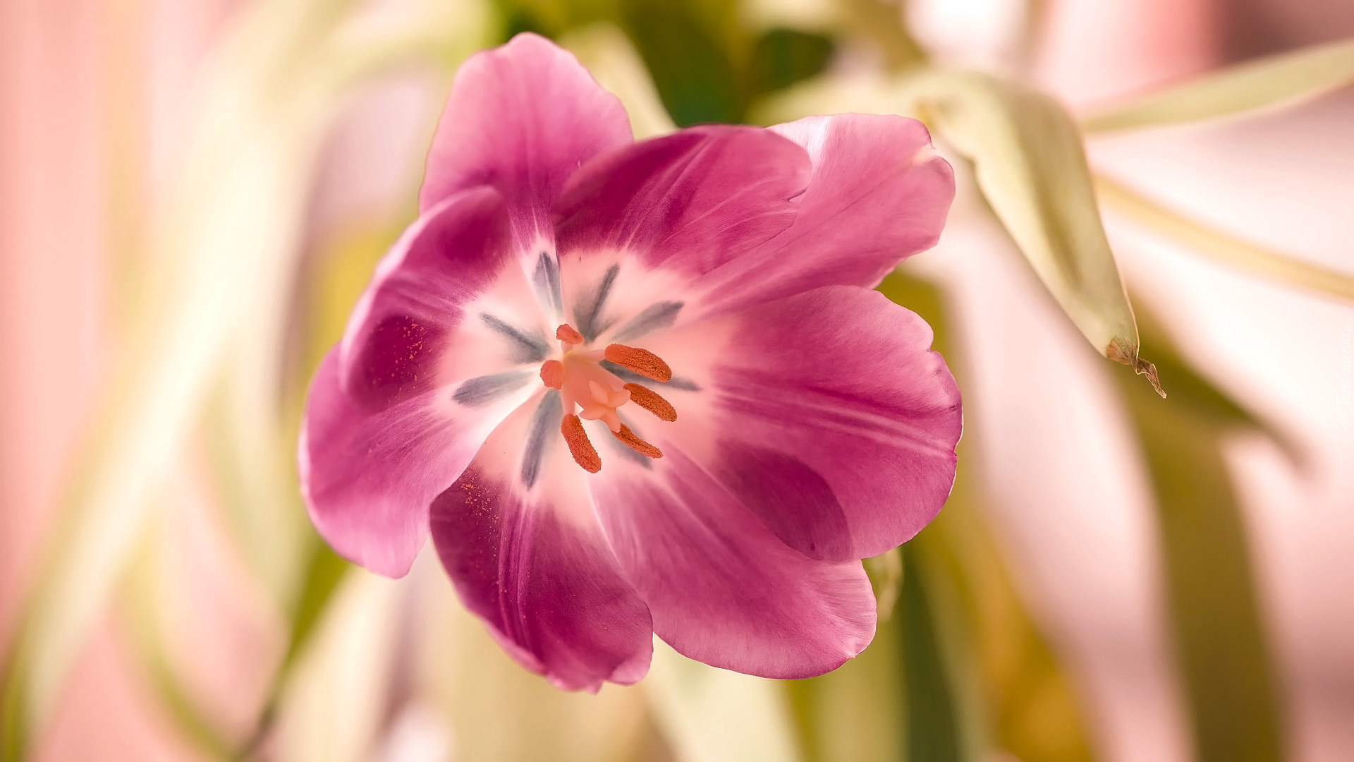 Kwiat, Tulipan, Rozkwitnięty