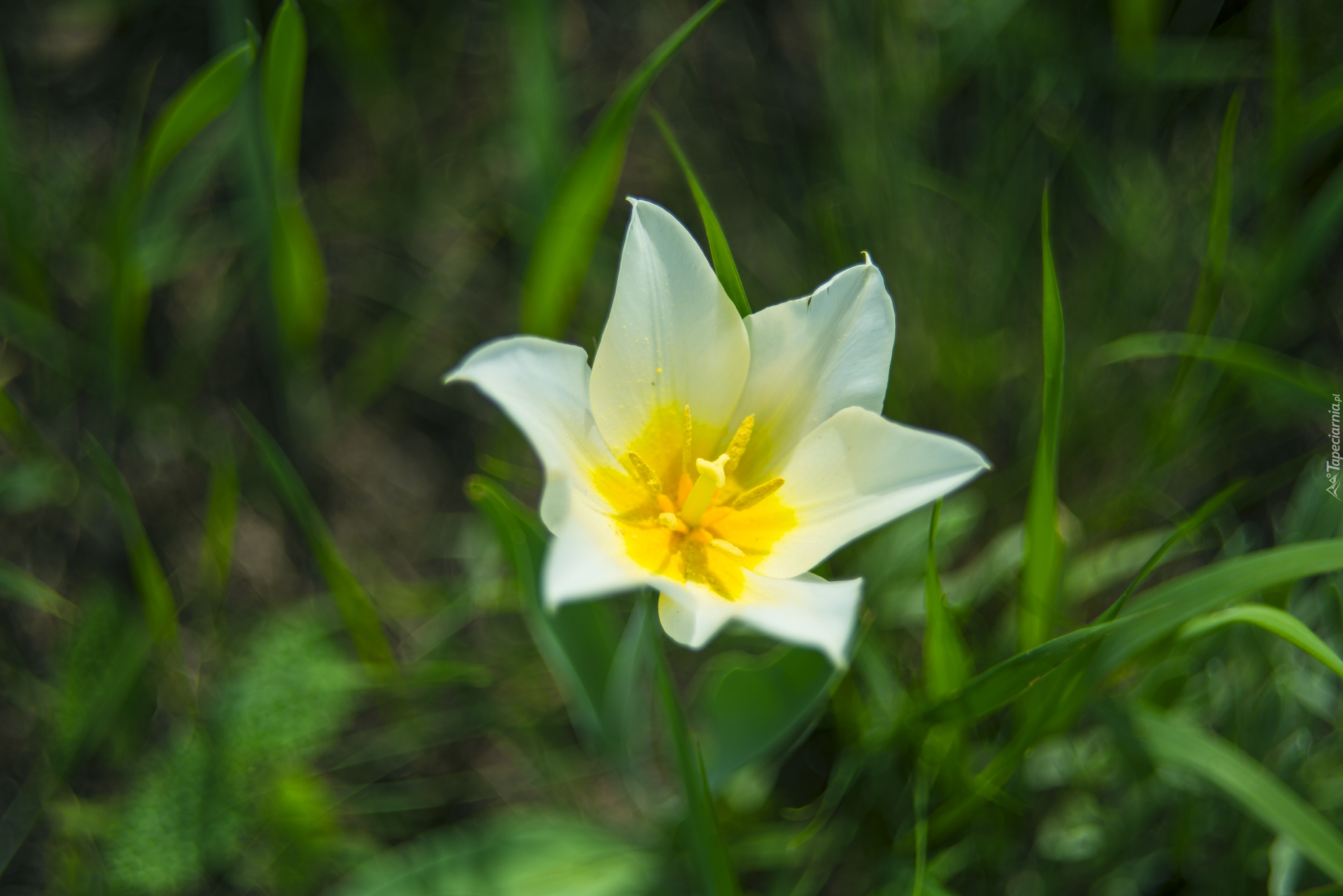 Kwiat, Tulipan, Zbliżenie