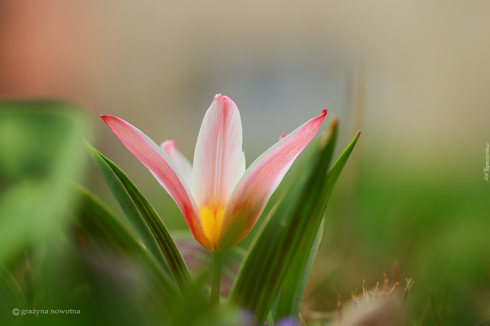 Rozwinięty, Tulipan, Kwiat