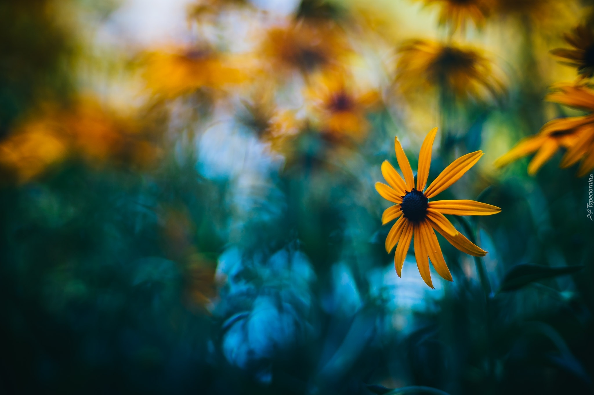 Rudbekia błyskotliwa, Zbliżenie