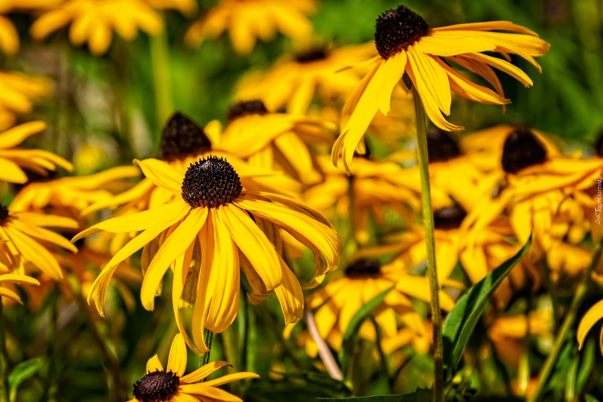 Żółte, Kwiaty, Rudbekia błyskotliwa