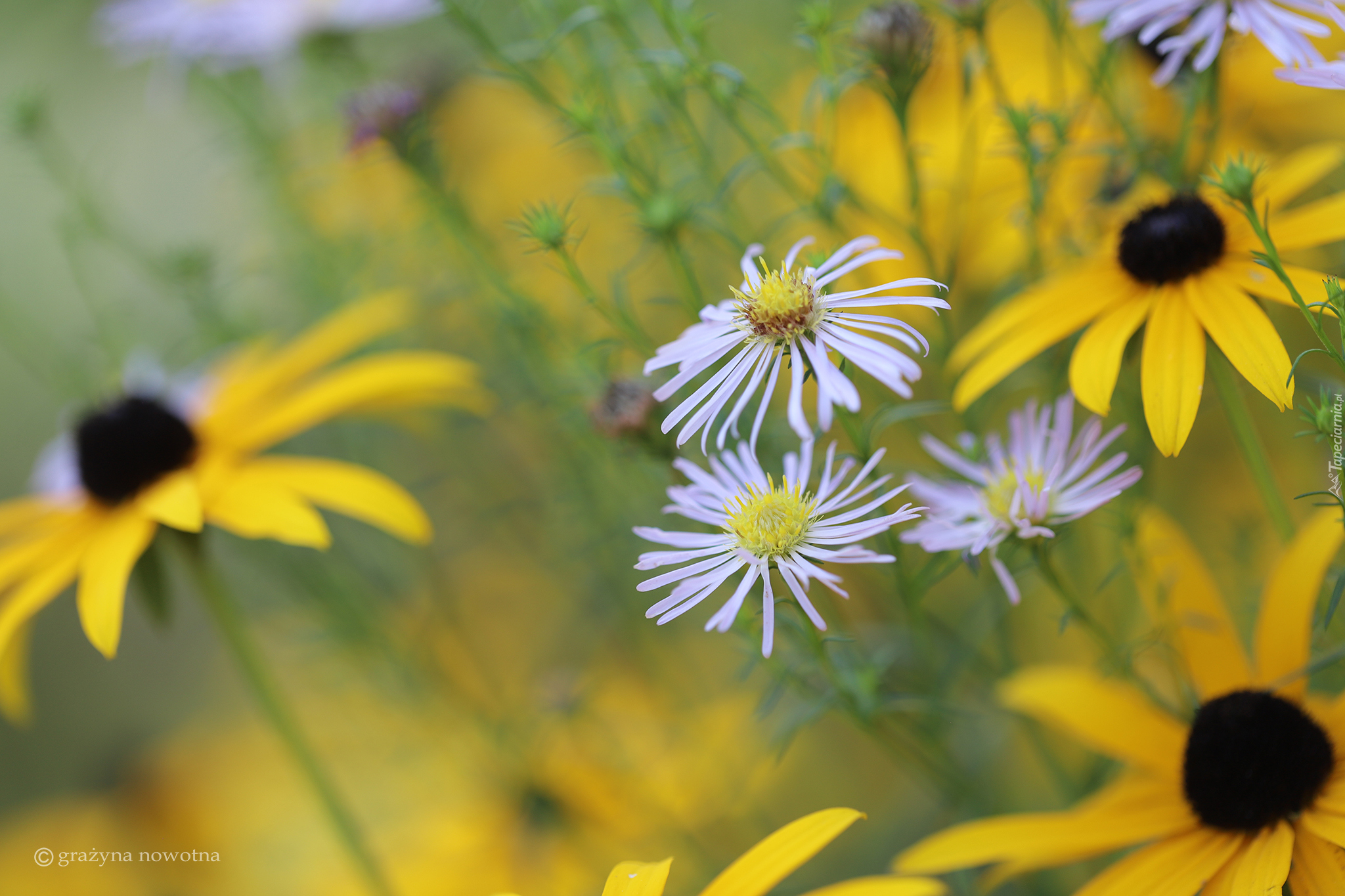 Astry, Rudbekie, Kwiaty