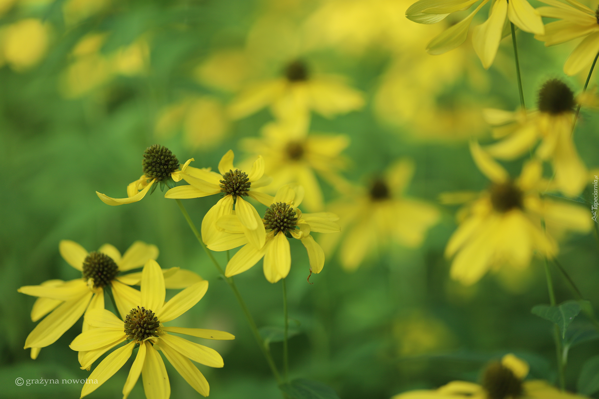 Rudbekia naga, Żółte, Kwiaty, Zbliżenie