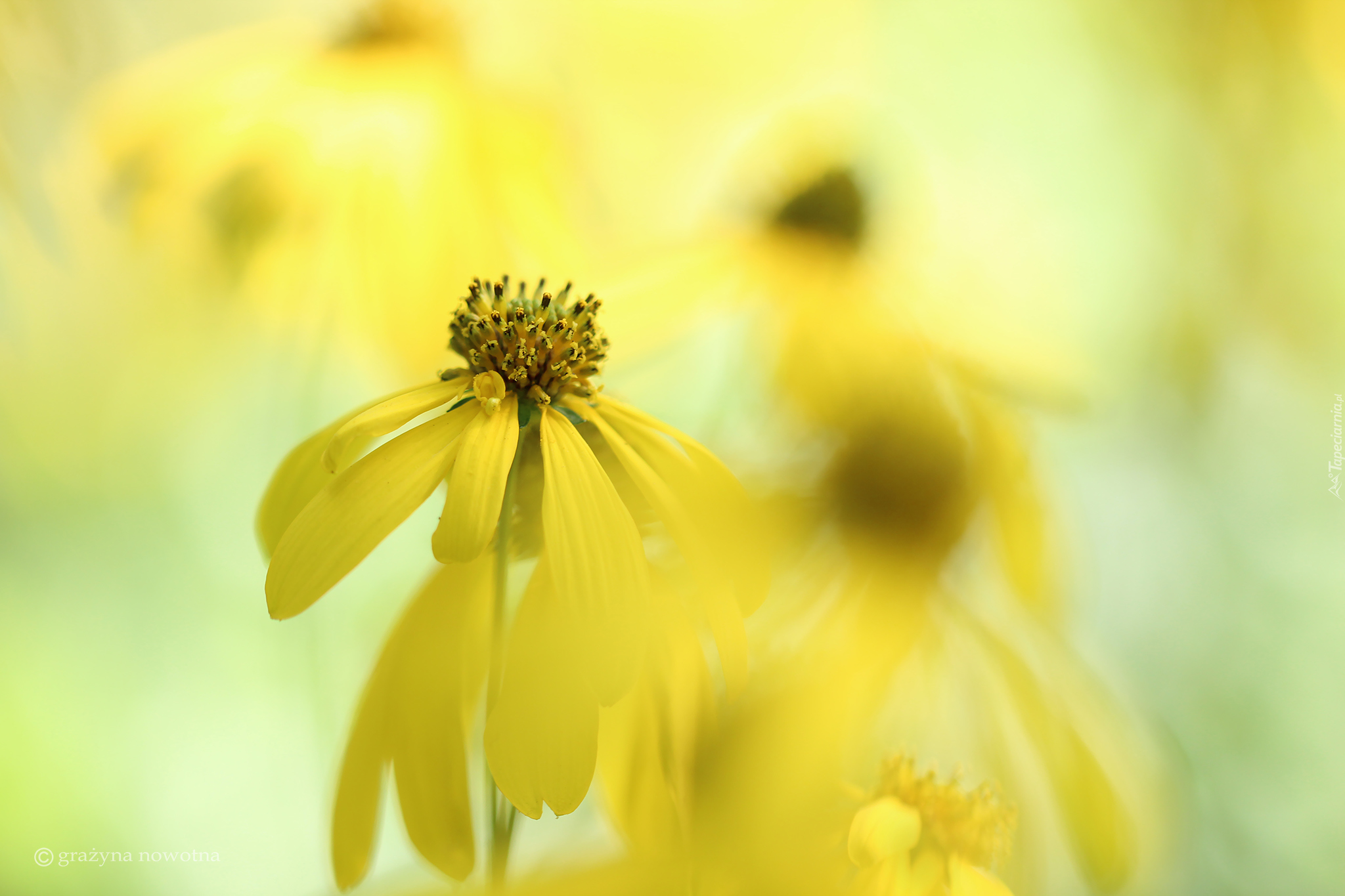 Rudbekia naga, Żółty, Kwiat, Zbliżenie