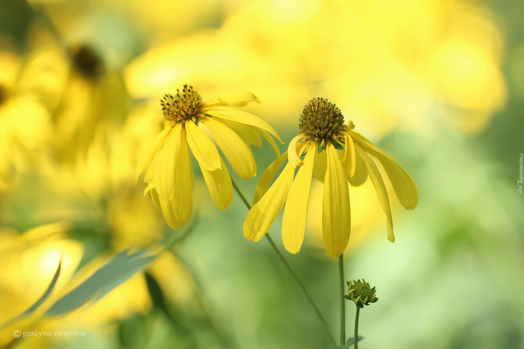 Rudbekia naga, Dwa, Żółte, Kwiaty