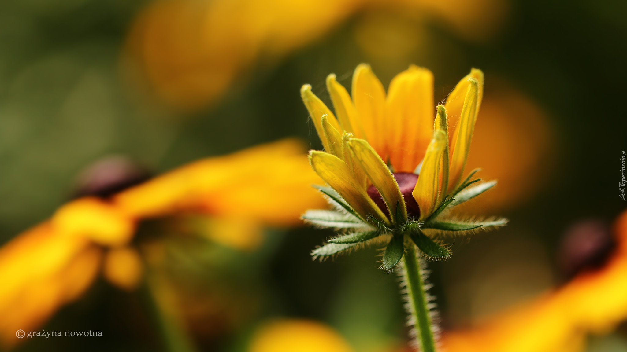 Rudbekia, Pąk, Żółty, Kwiat