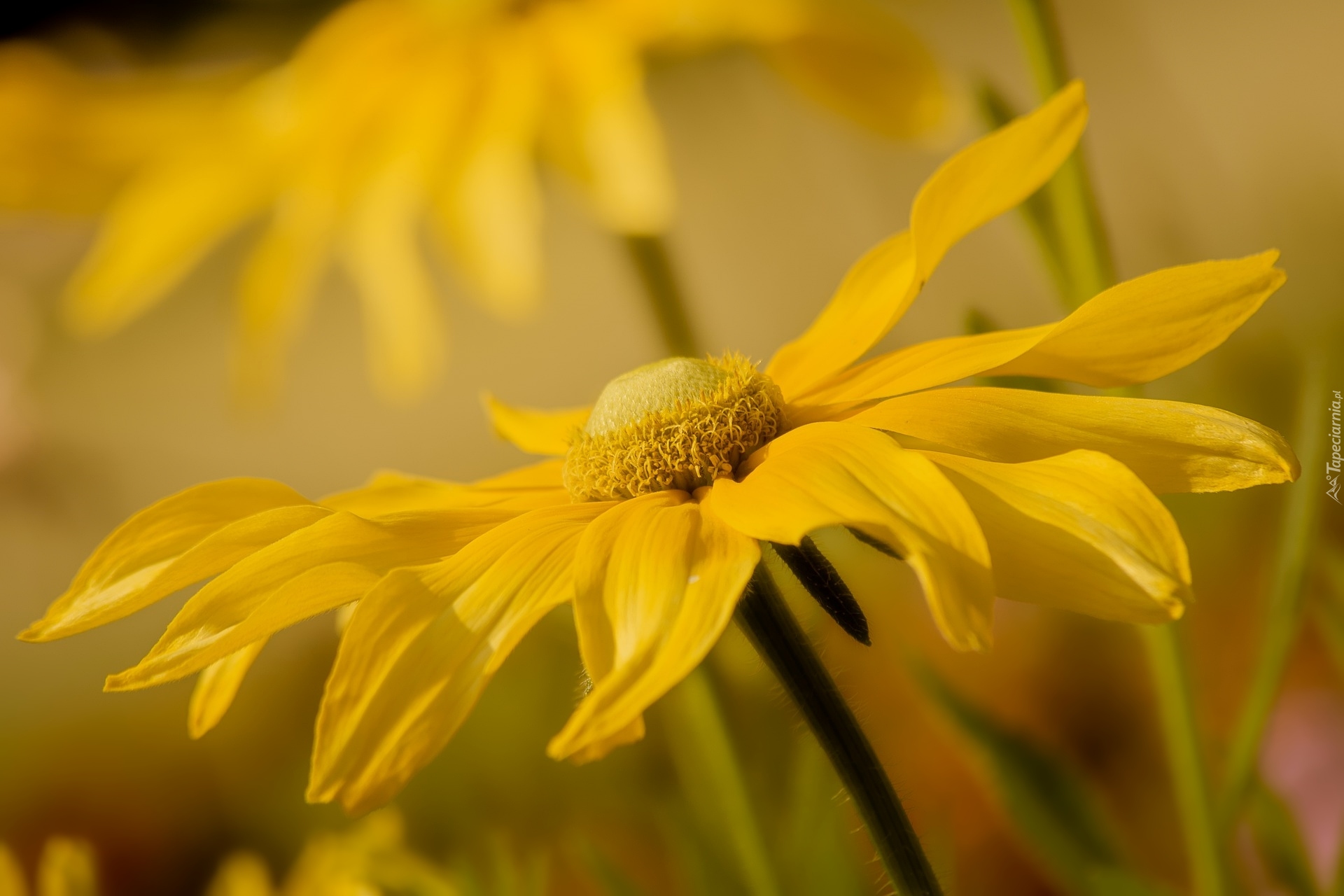 Żółty, Kwiat, Rudbekia, Zbliżenie