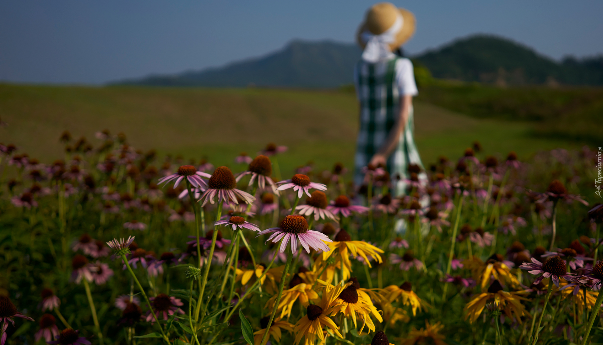 Kwiaty, Rudbekia, Jeżówki, Kobieta