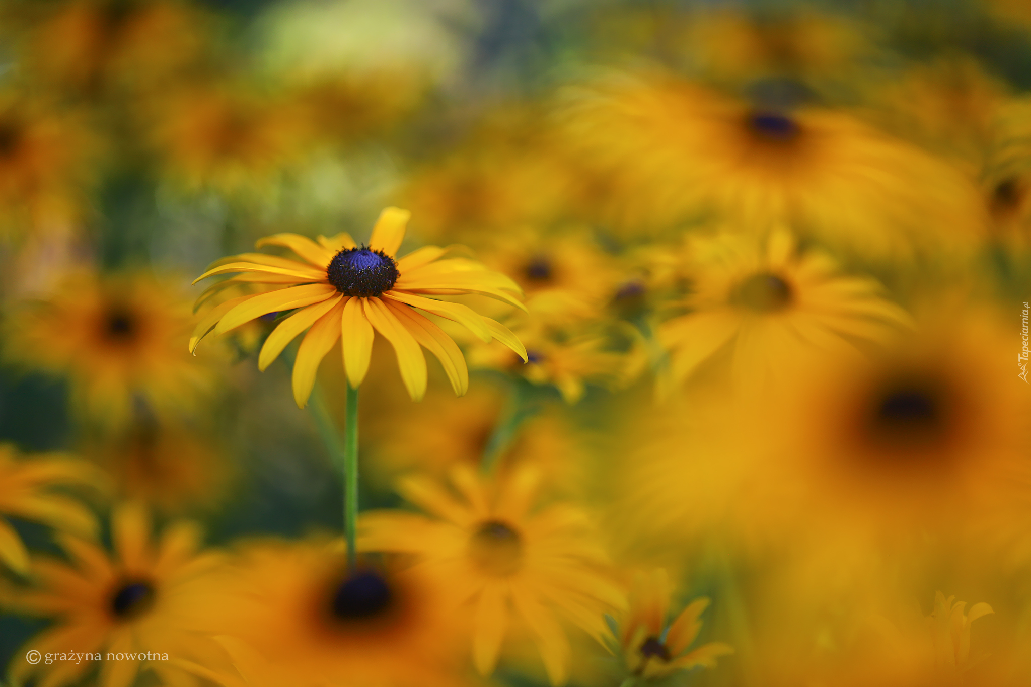 Żółte, Rudbekie, Zbliżenie