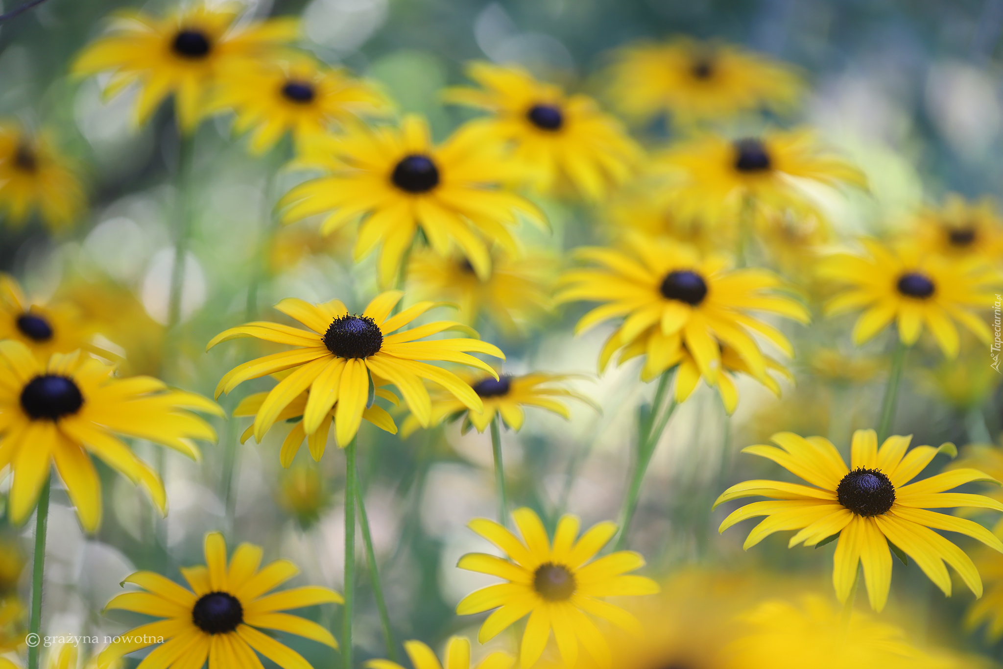 Rudbekia, Żółte, Kwiaty, Zbliżenie