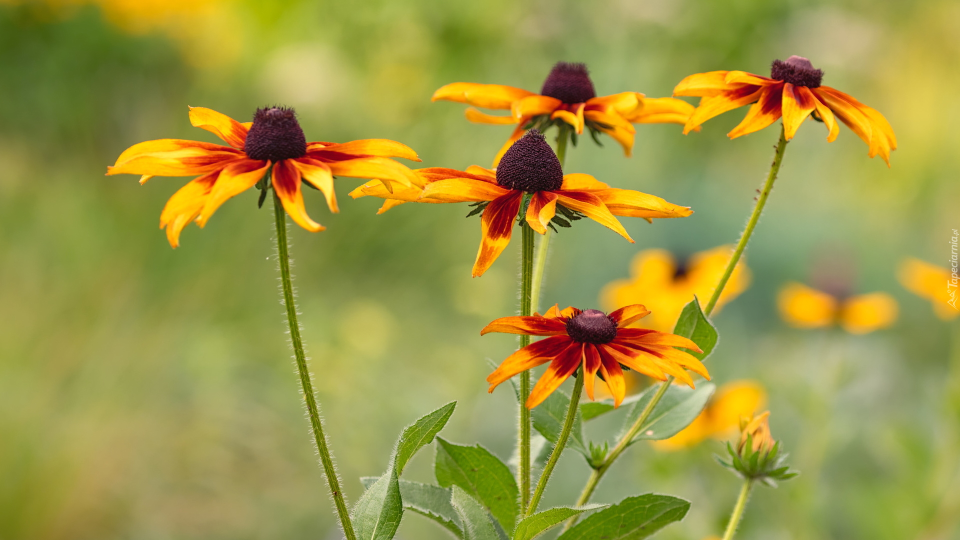 Żółto-brązowe, Kwiaty, Rudbekie