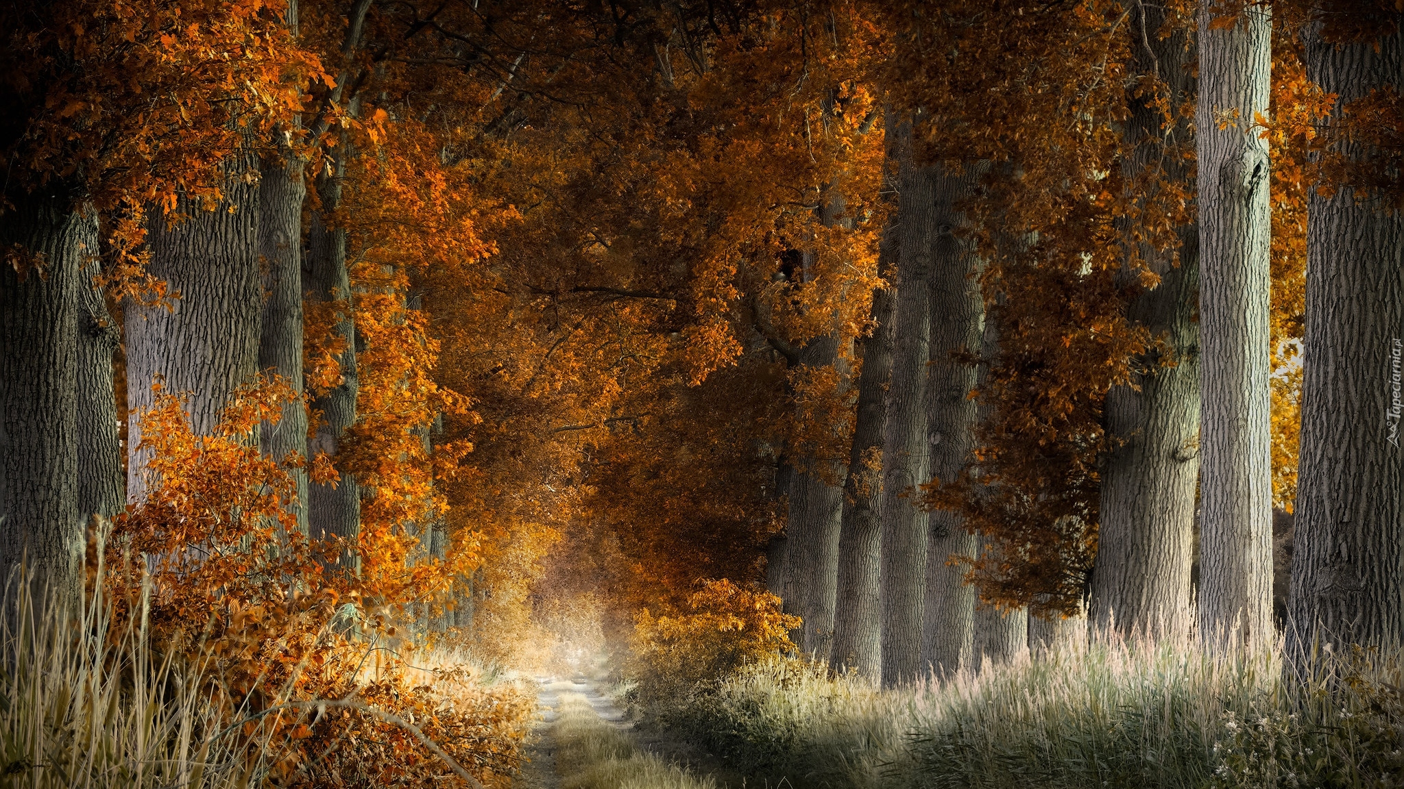Las, Jesień, Drzewa, Zarośla, Ścieżka