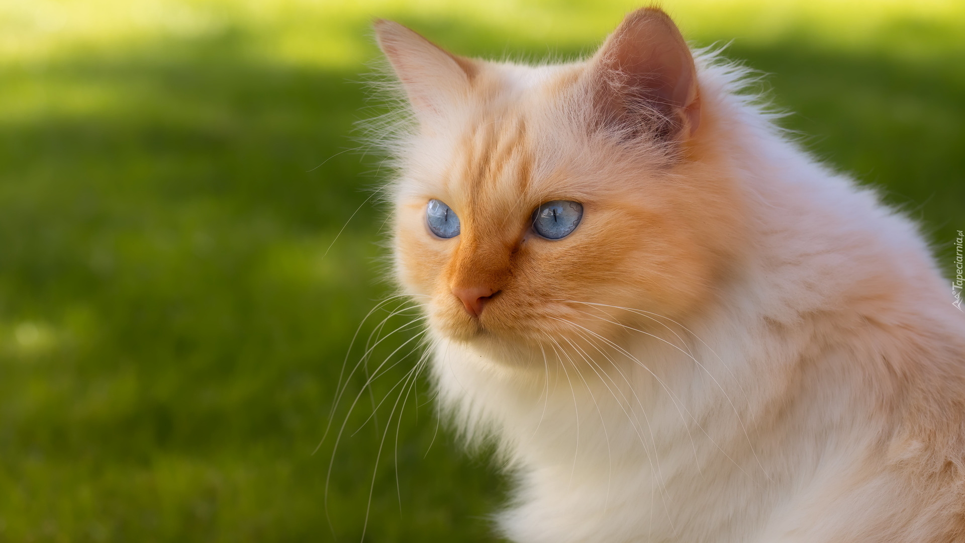 Rudo-biszkoptowy, Kot, Niebieskie, Oczy
