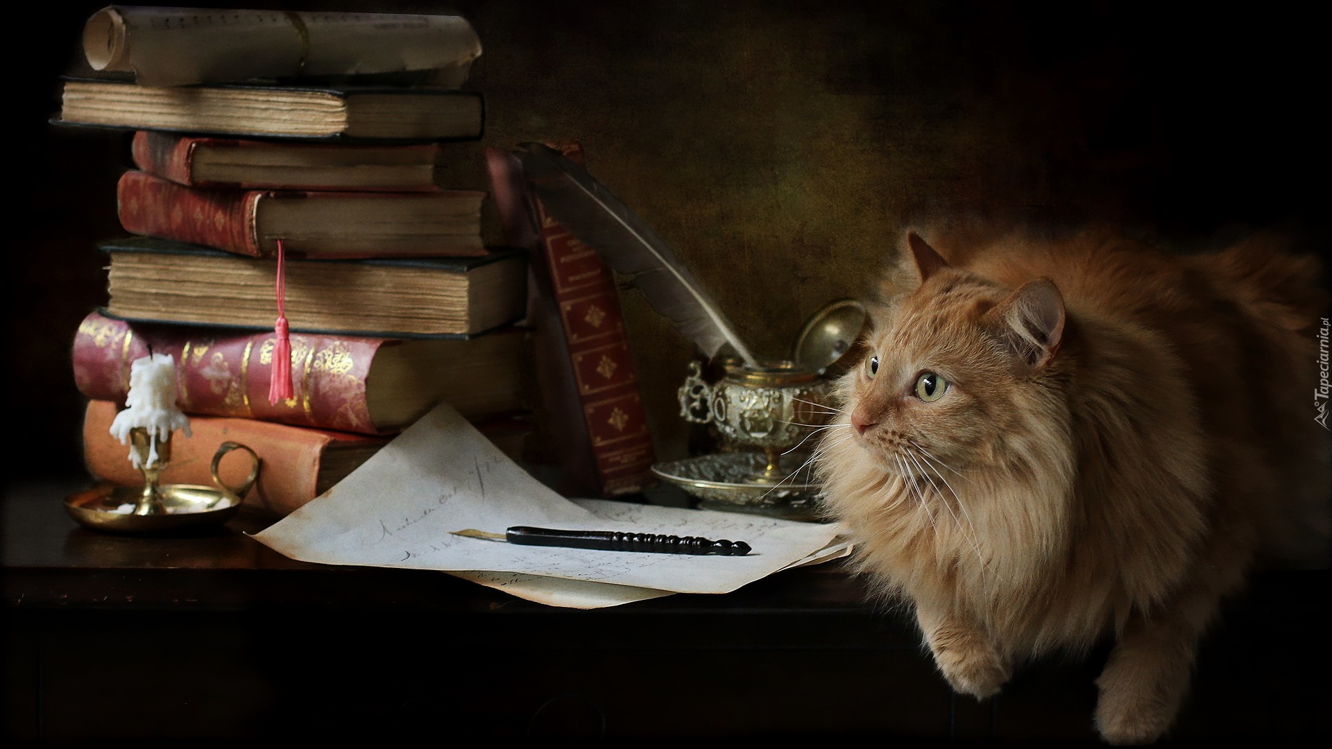 Книги ученый кот. Кот ученый. Кот ученый арт. Кот ученый Пушкин. Кот ученый в библиотеке.