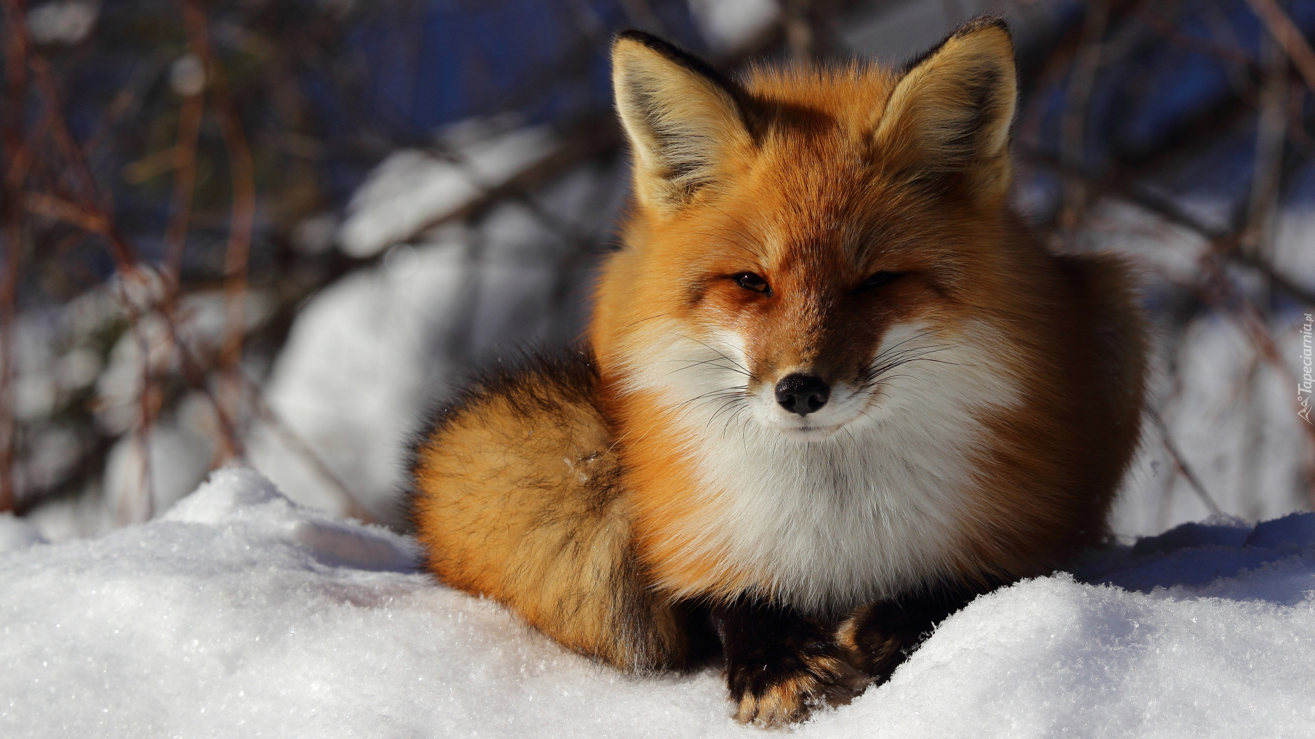 Śnieg, Leżący, Rudy, Lis