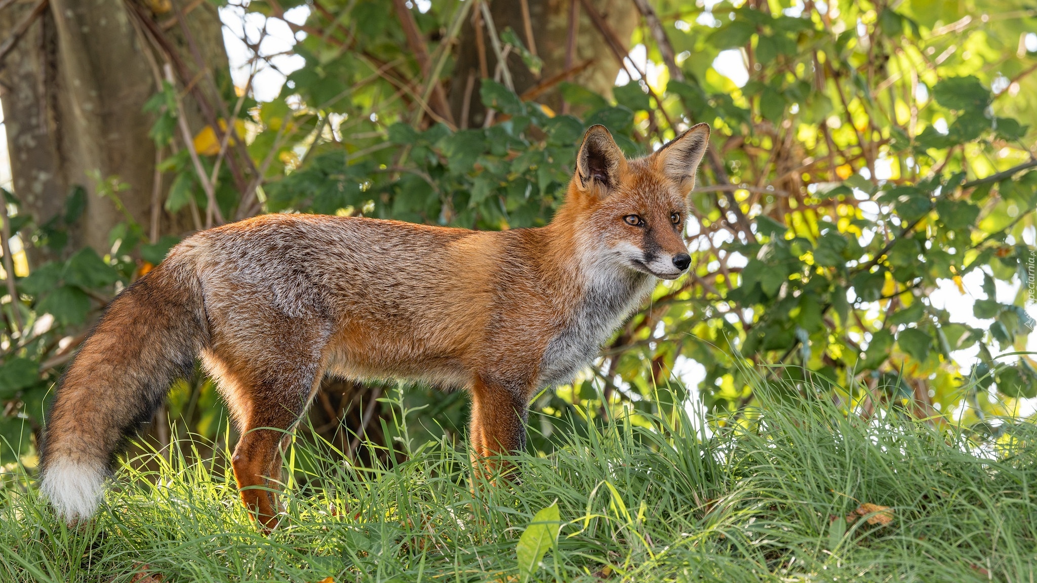 Rudy, Lis, Trawa, Gałęzie