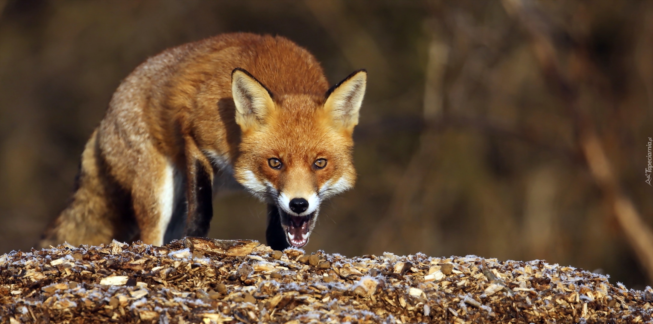 Fox см. Лиса обои. Лиса в природе. Фон лисы. Фон для рабочего стола лиса.