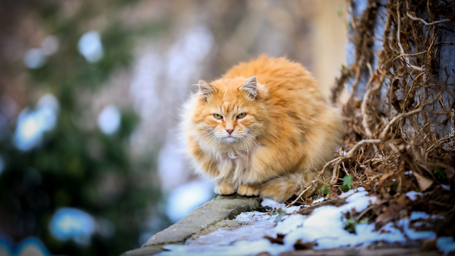 Rudy, Kot, Maine coon, Pień, Drzewa