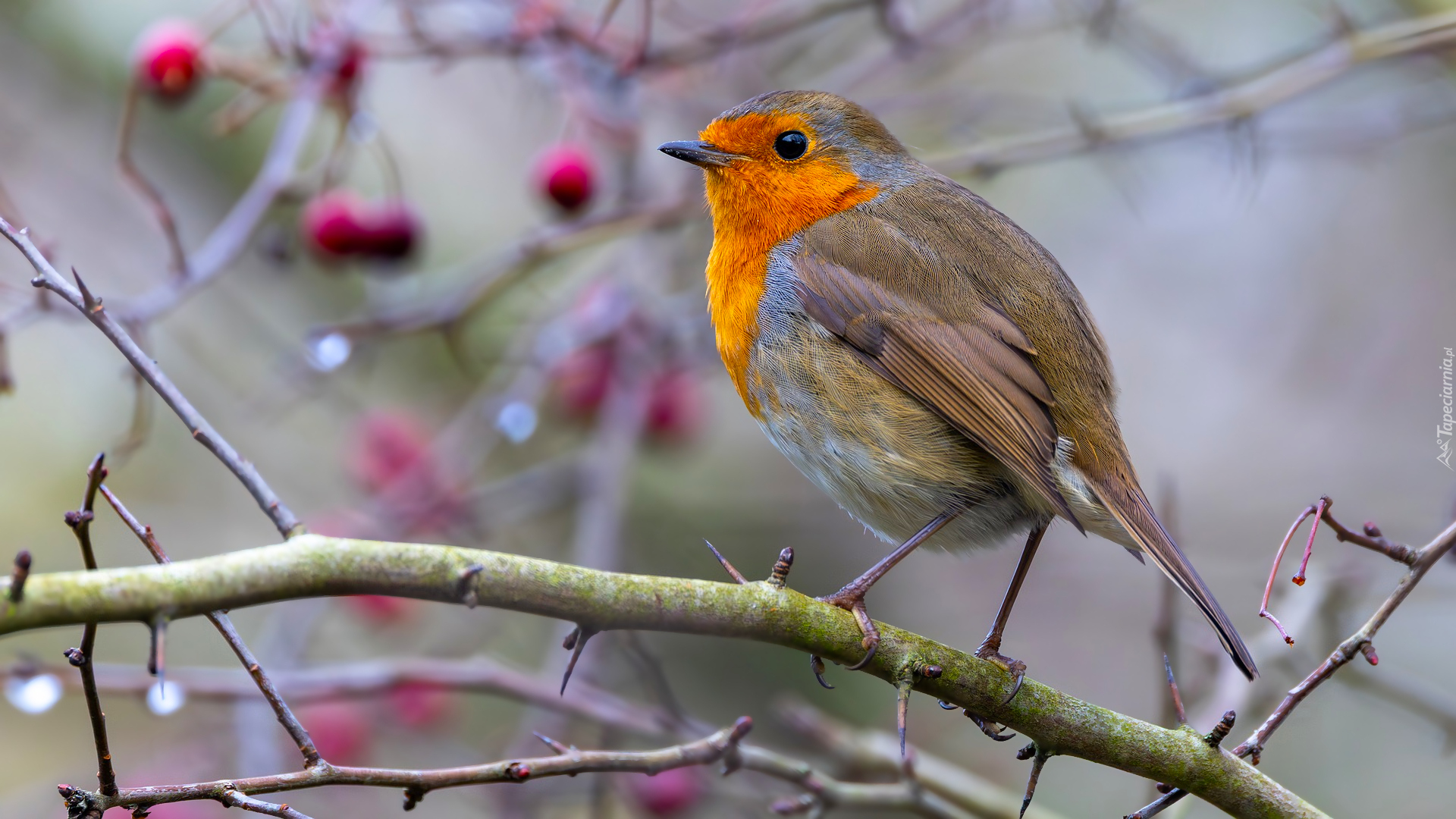 Ptak, Rudzik, Gałązka