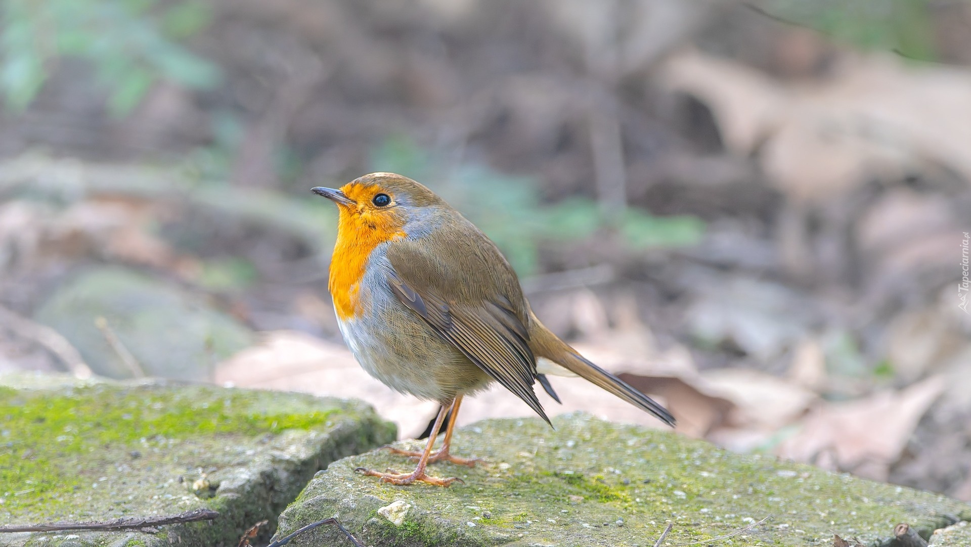 Ptak, Rudzik, Kamienie