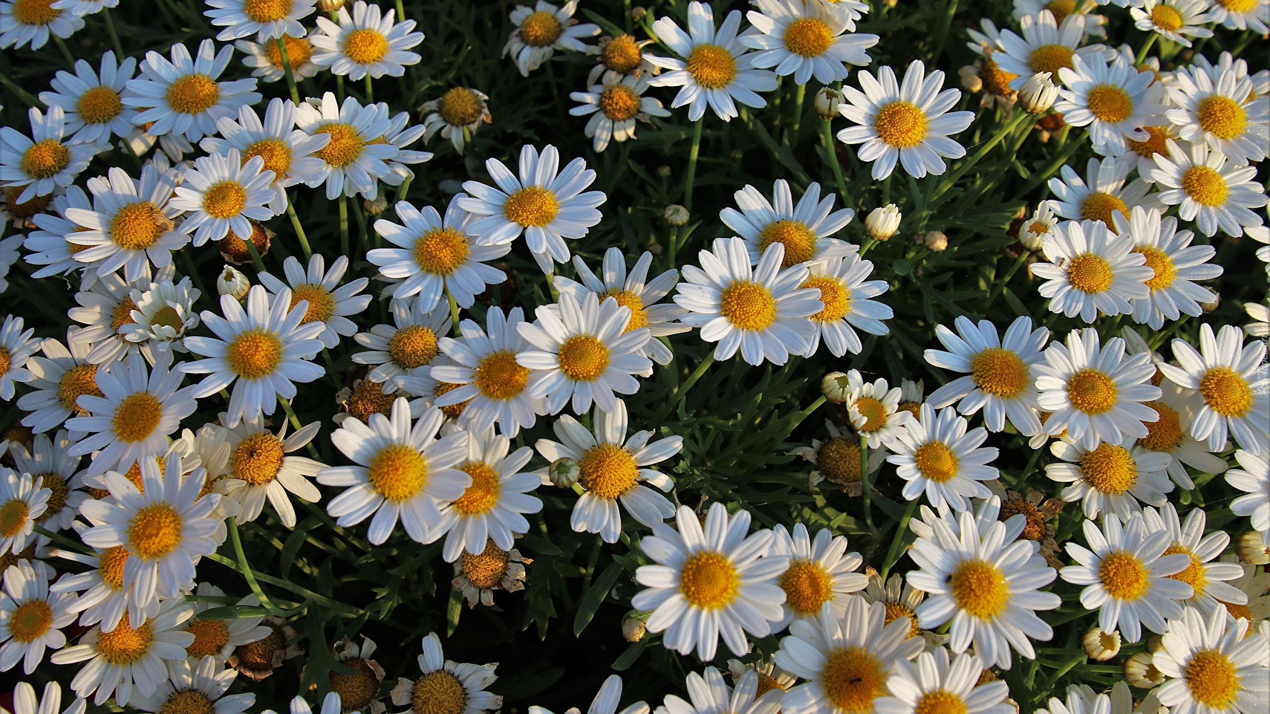 Kwiaty, Rumiany
