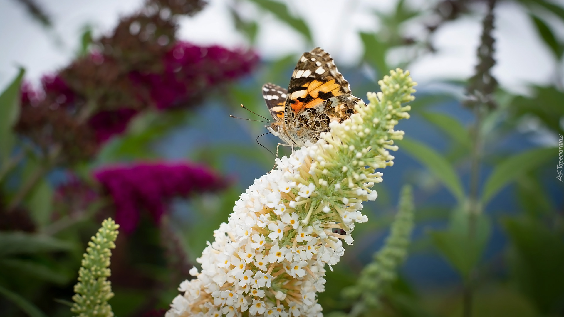 Motyl, Rusałka admirał, Biały, Kwiat, Budleja