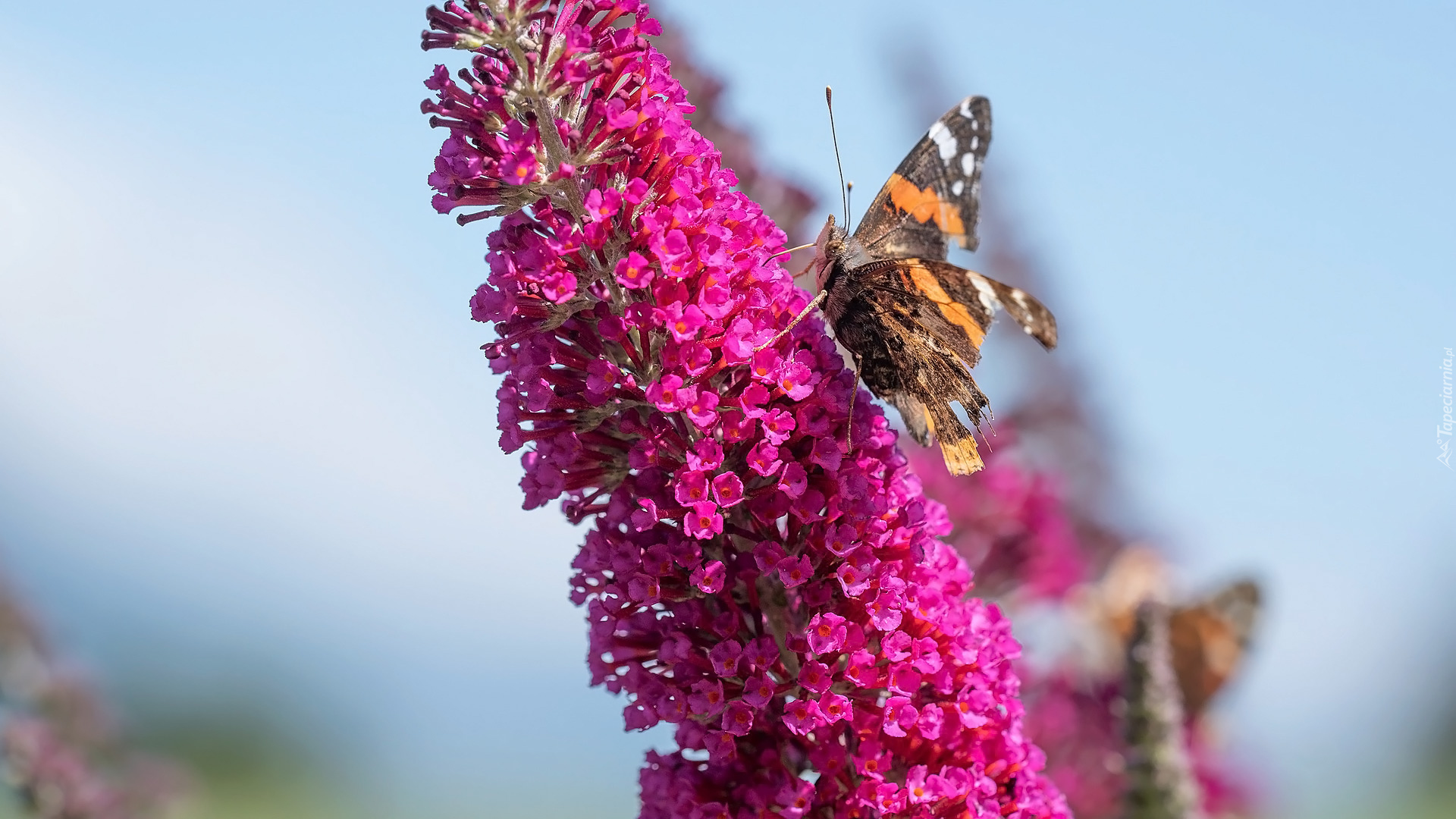 Motyl, Rusałka admirał, Kwiat, Budleja