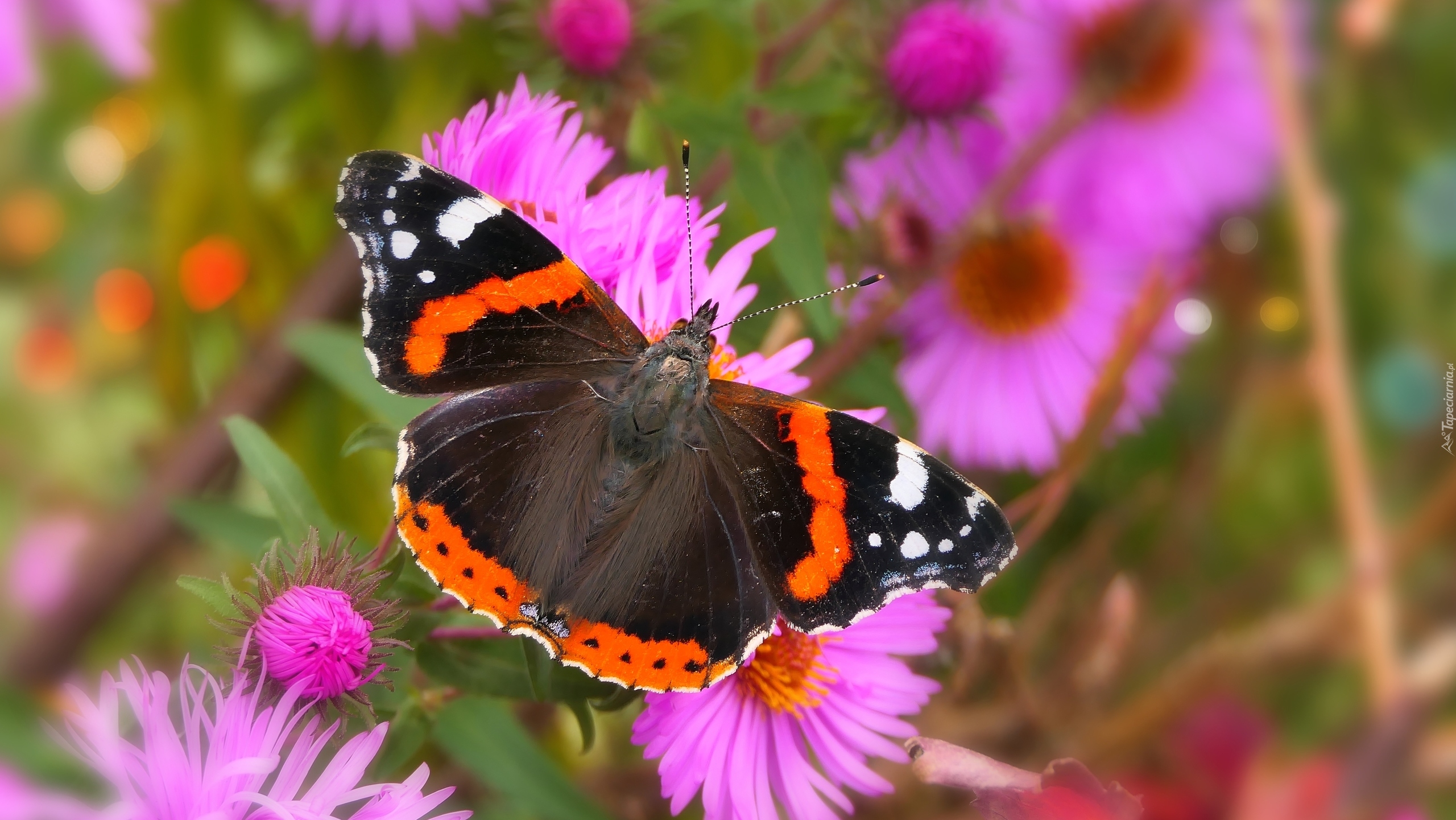 Rusałka admirał, Motyl