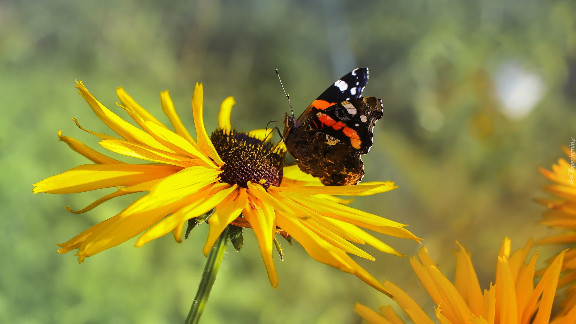 Żółty, Kwiat, Rudbekia, Motyl, Rusałka admirał