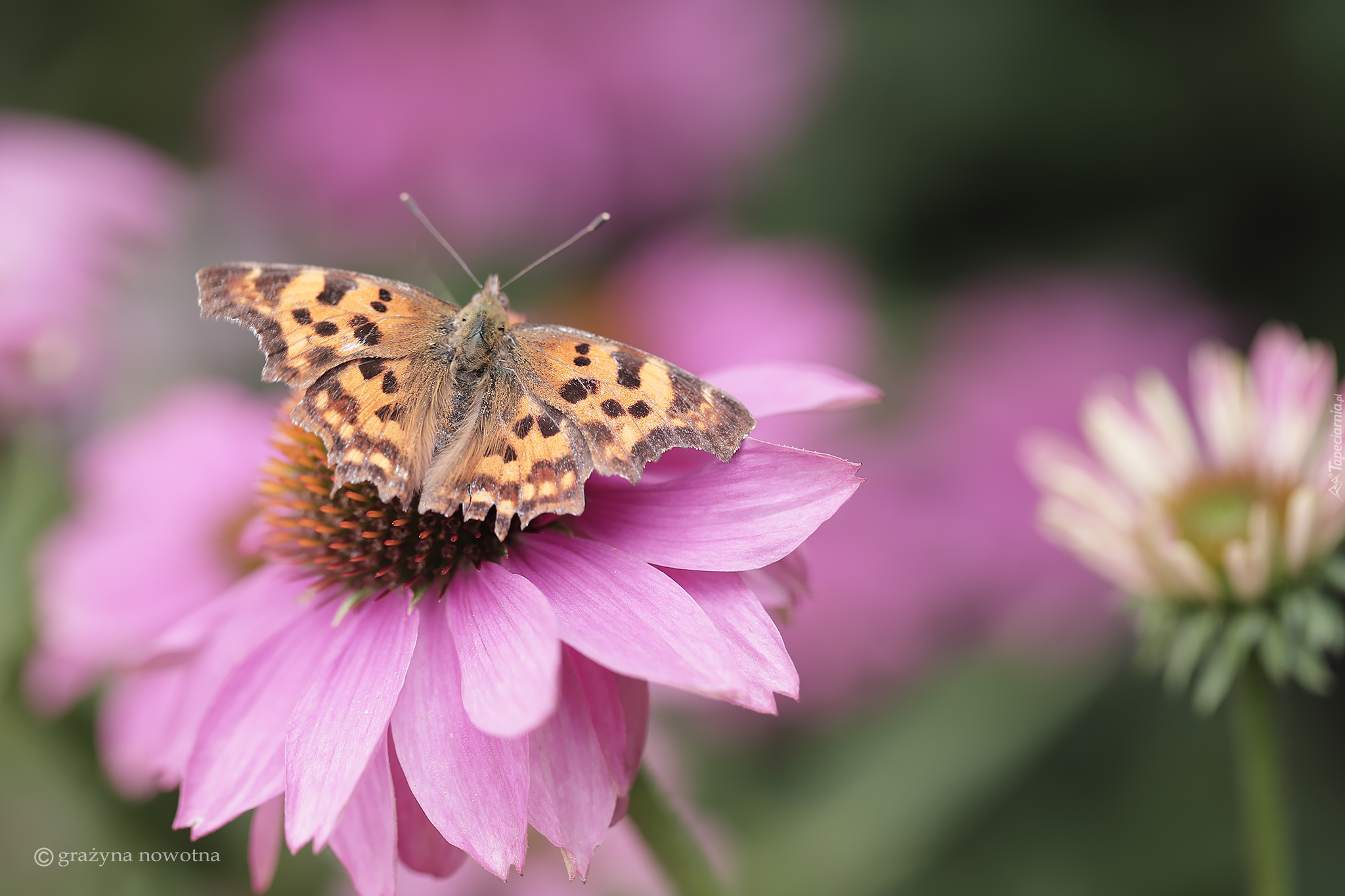 Motyl, Rusałka ceik, Jeżówka, Kwiat