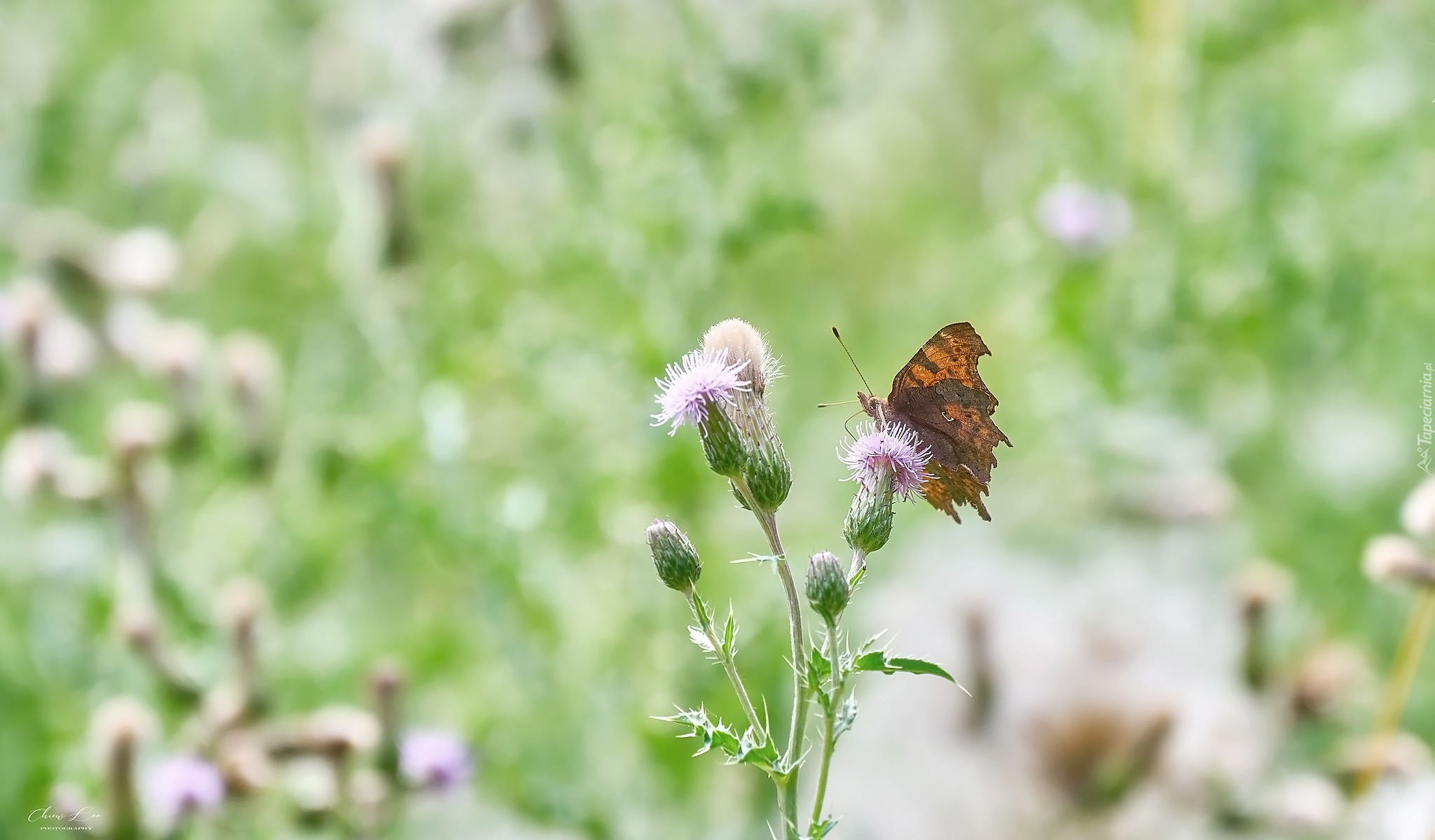 Rusałka ceik, Motyl, Kwiat, Oset