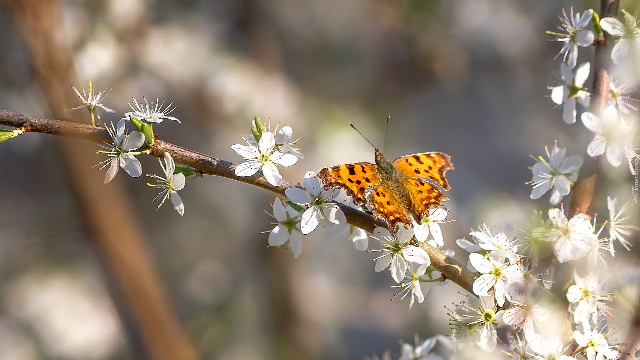 Motyl, Rusałka ceik, Gałązki, Białe, Kwiaty